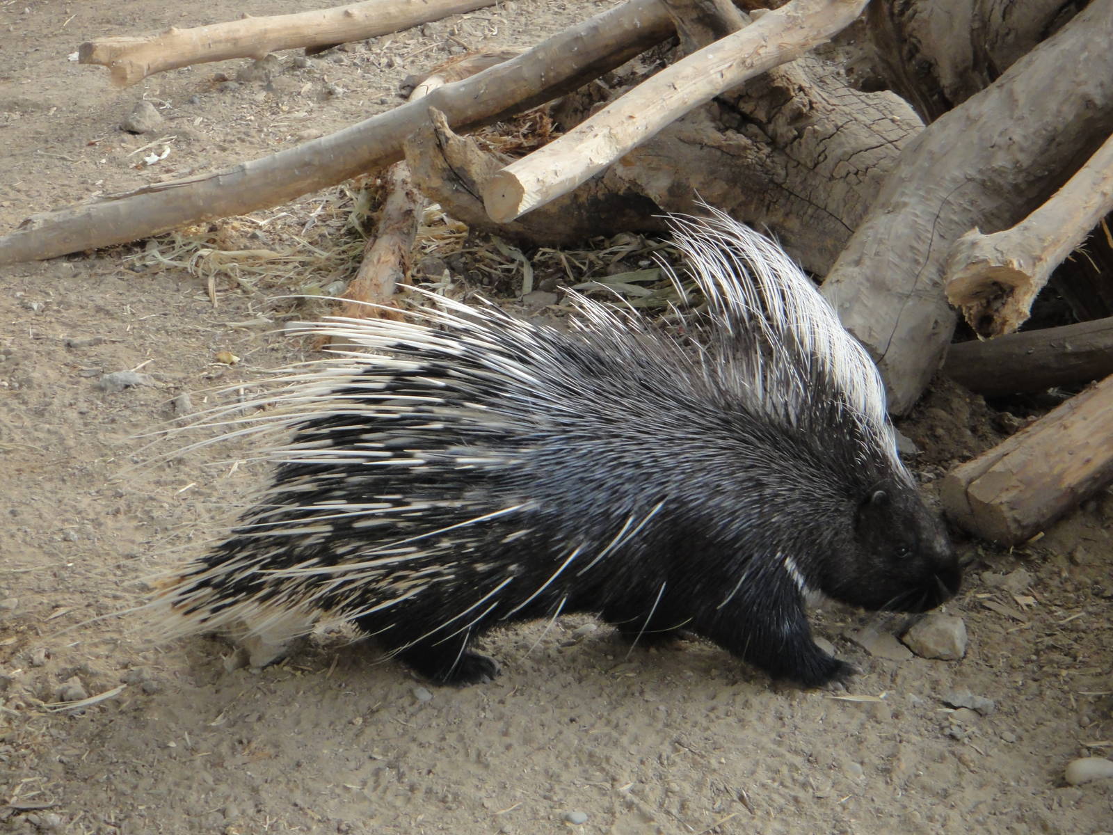 Chinese porcupine (Hystrix hodgsoni subcristata)