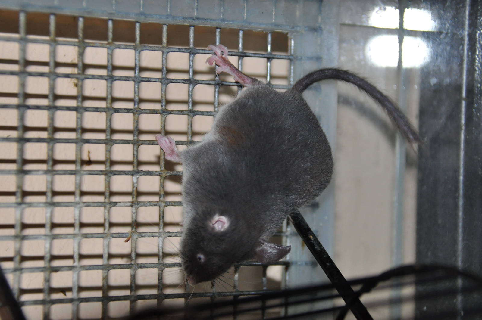 Chinese pygmy dormouse/ Typhlomys cinereus