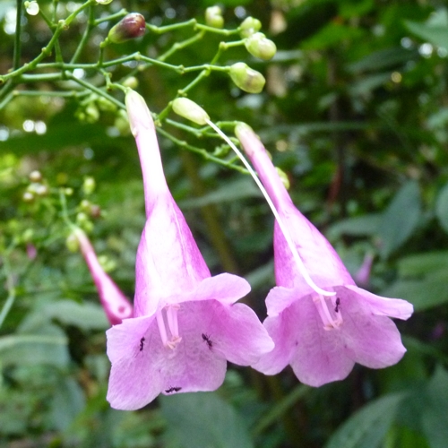 Chinese rain bell (Strobilanthes hamiltoniana)