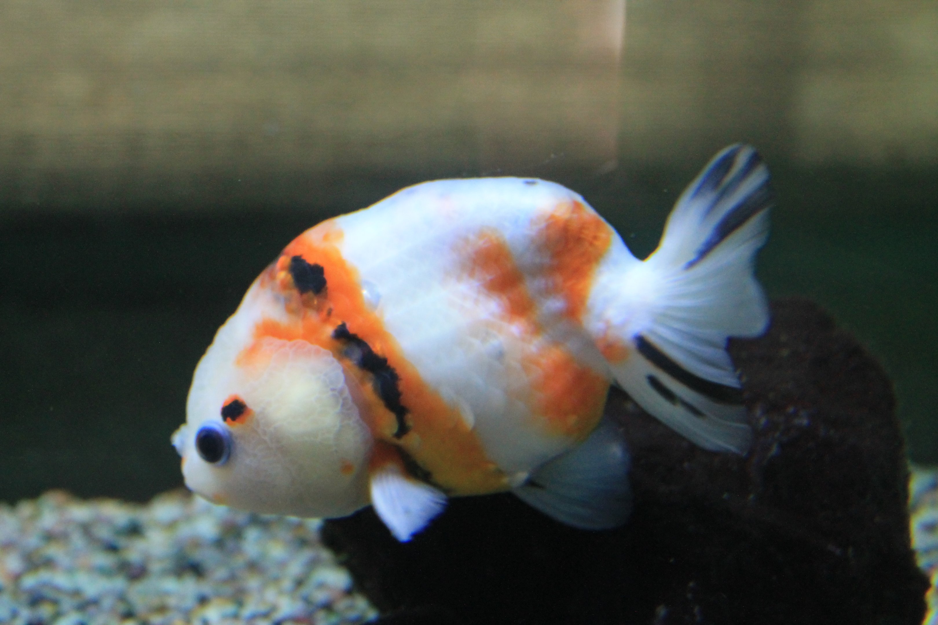 Chinese Ranchu (goldfish)