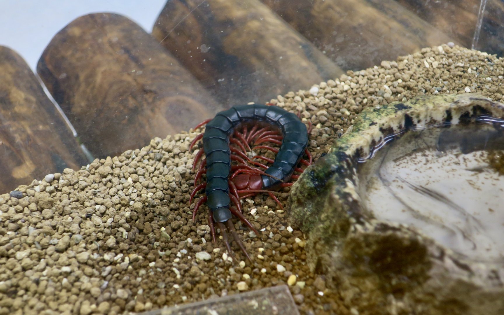 Chinese Red-Headed Centipede (Scolopendra mutilans)