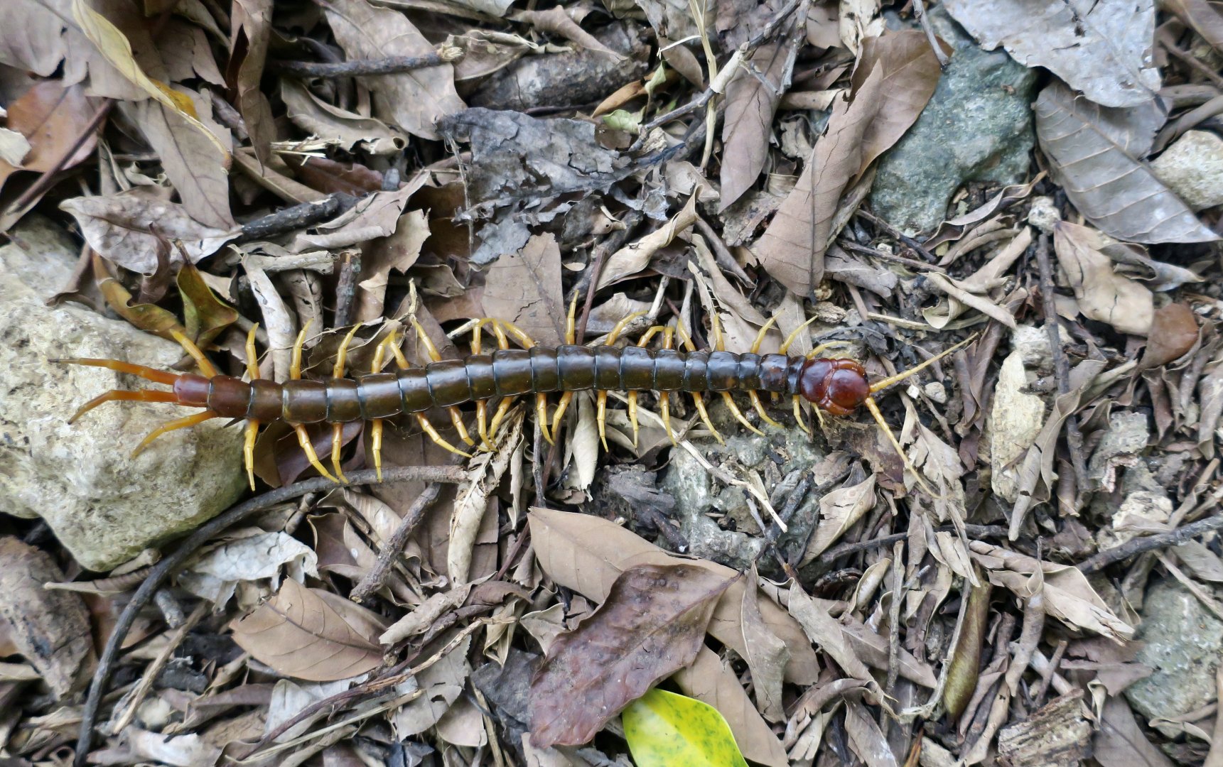 Chinese Red-Headed Centipede (Scolopendra mutilans)