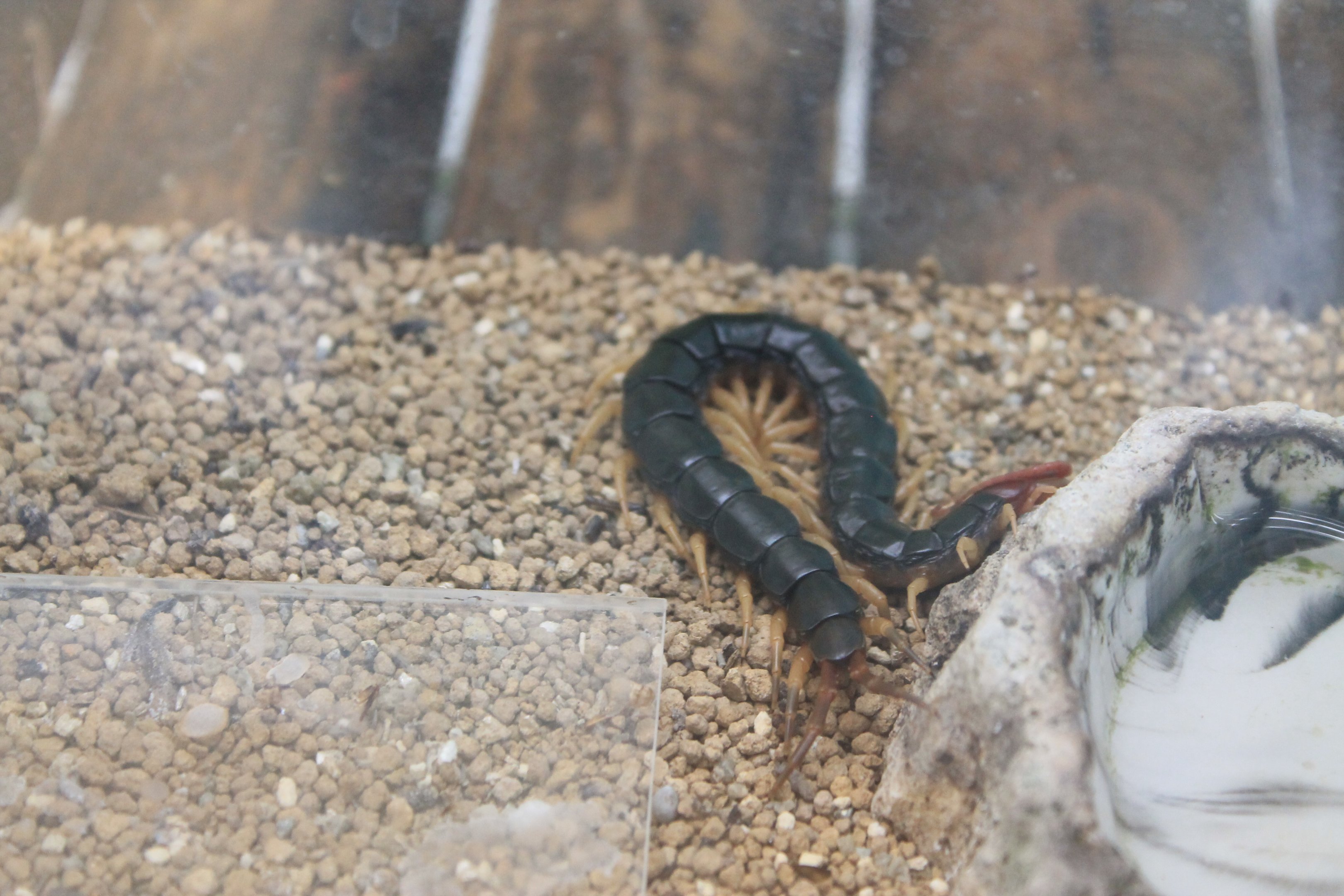 Chinese Red-headed Centipede (Scolopendra subspinipes mutilans)