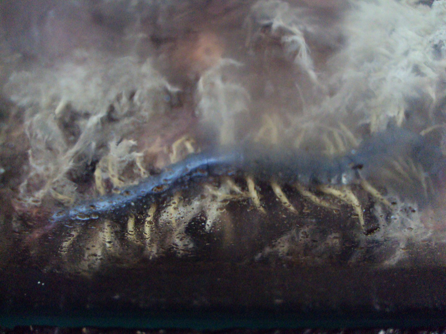 Chinese Red-headed Centipede (Scolpendra subspinipes mutilans) 23/06/2019