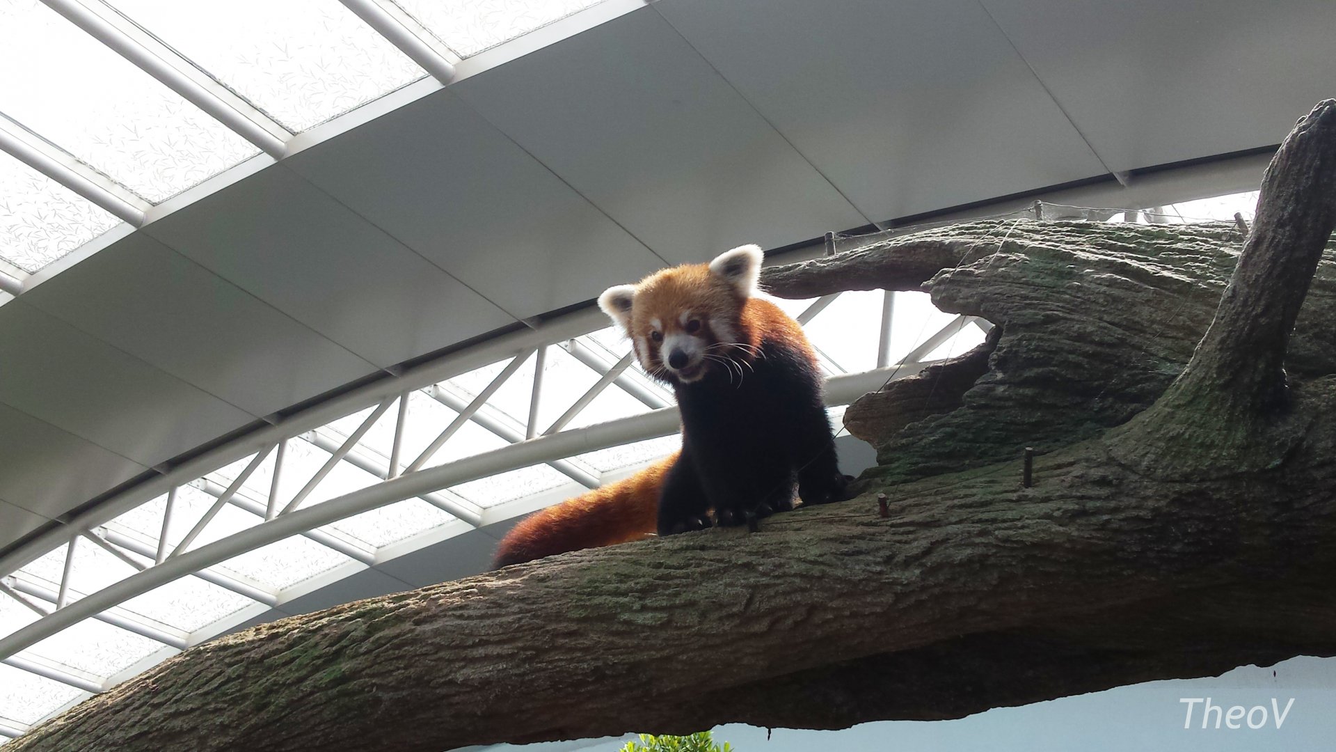 Chinese red panda [2014]