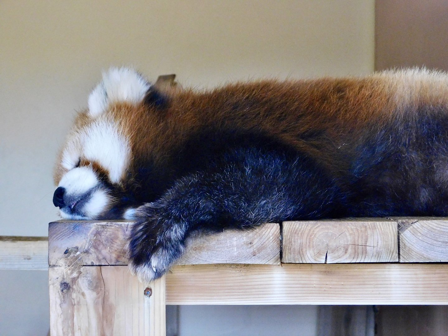 Chinese Red Panda (Ailurus fulgens styani) - Tobu Zoo November 15, 2025