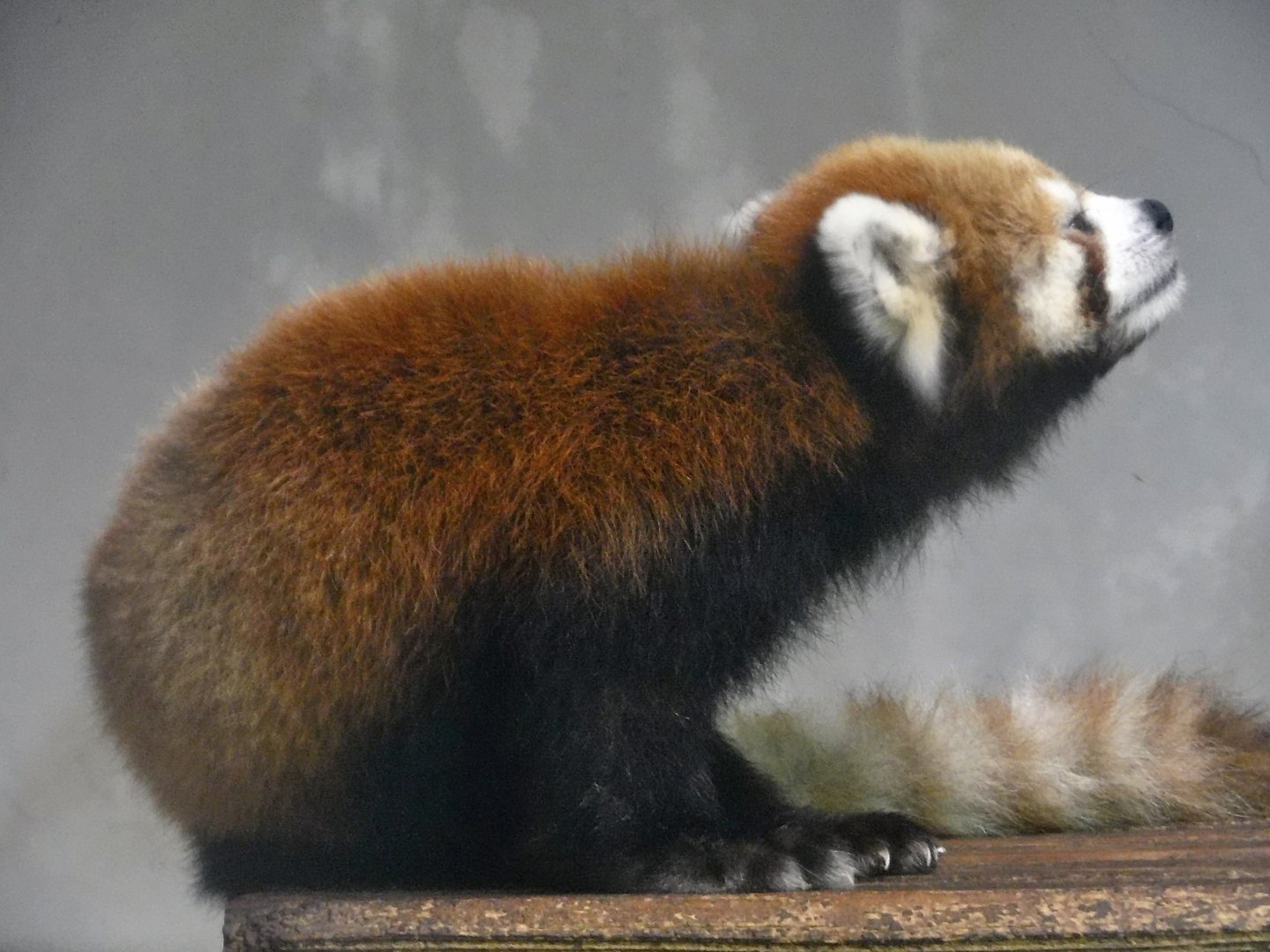 Chinese Red Panda (Ailurus fulgens styani) - Yumemigasaki Zoological Park October 12, 2025