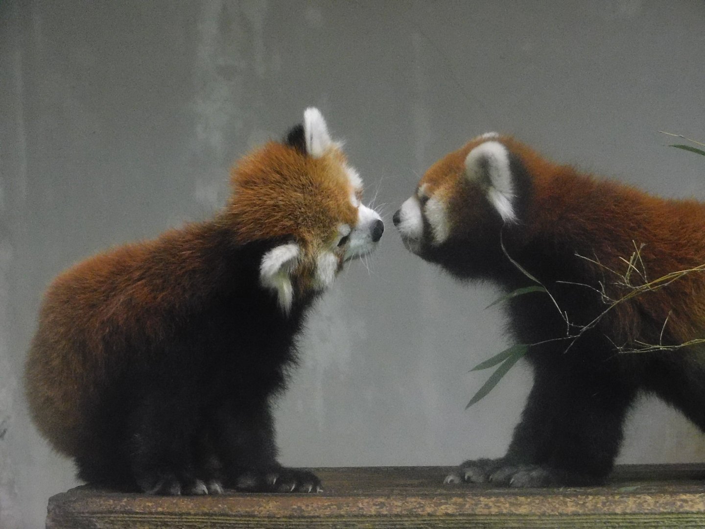 Chinese Red Panda (Ailurus fulgens styani) - Yumemigasaki Zoological Park October 12, 2025