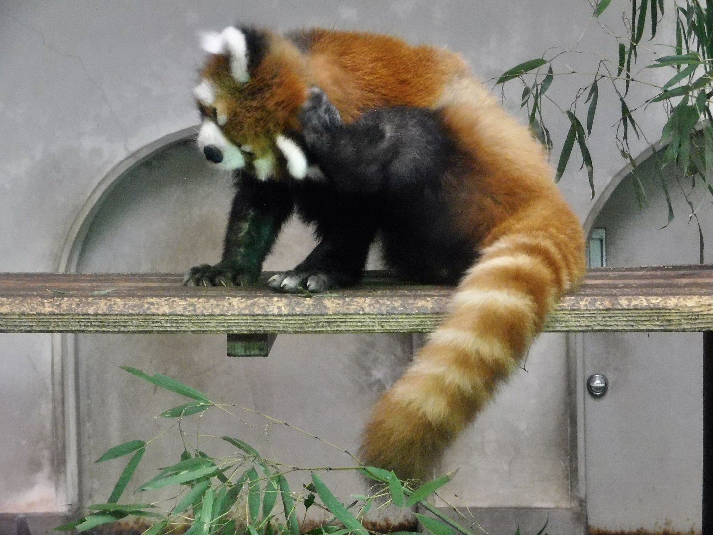 Chinese Red Panda (Ailurus fulgens styani) - Yumemigasaki Zoological Park October 12, 2025