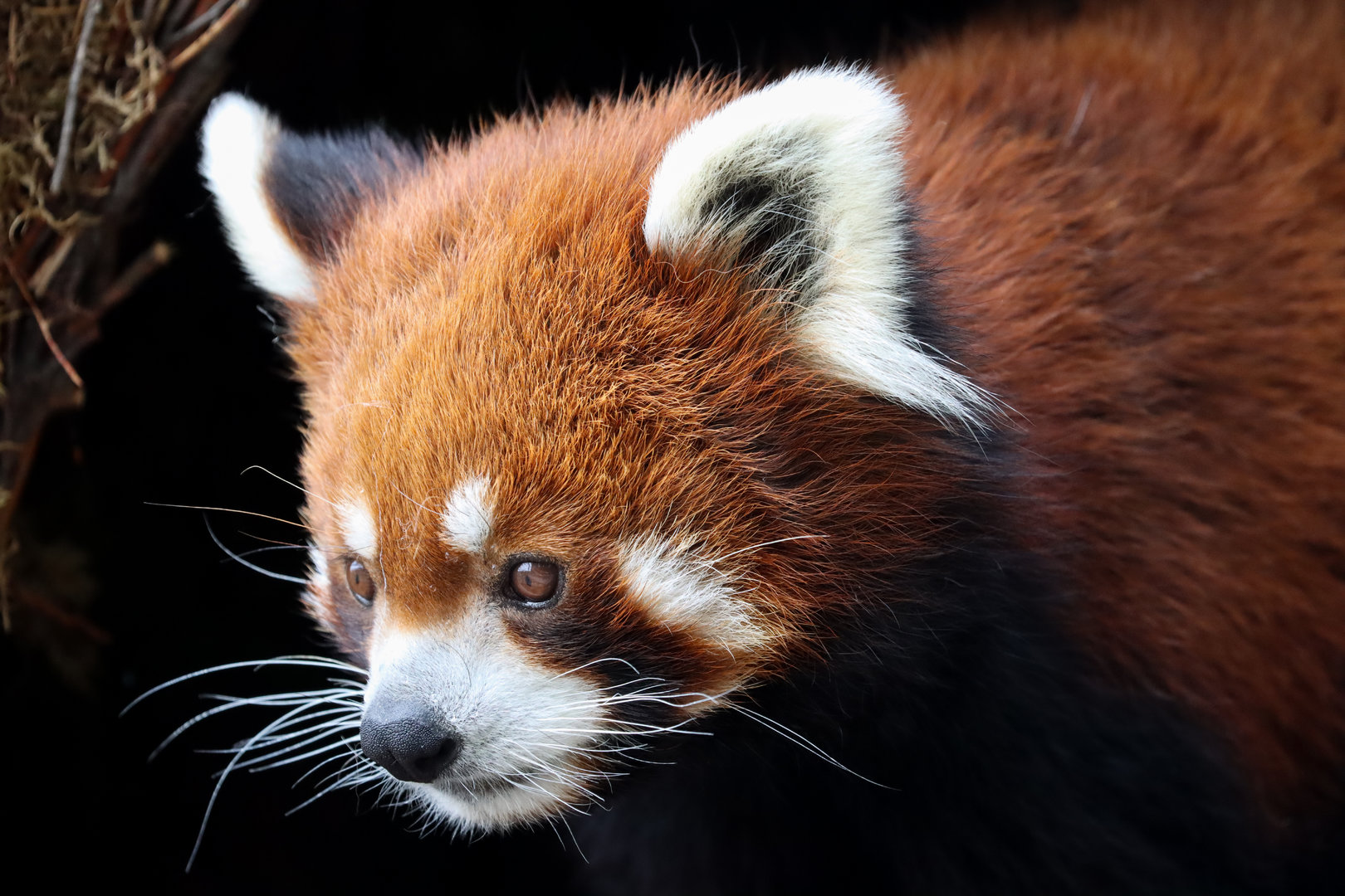 Chinese red panda (Ailurus fulgens styani)
