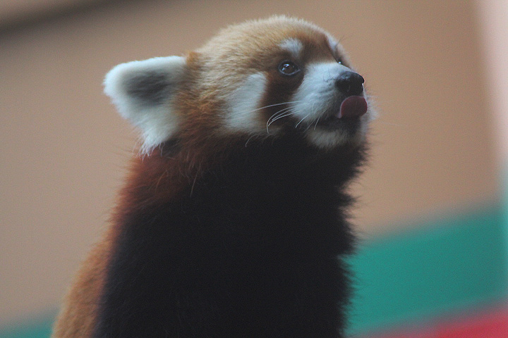 Chinese red panda (Ailurus fulgens styani)