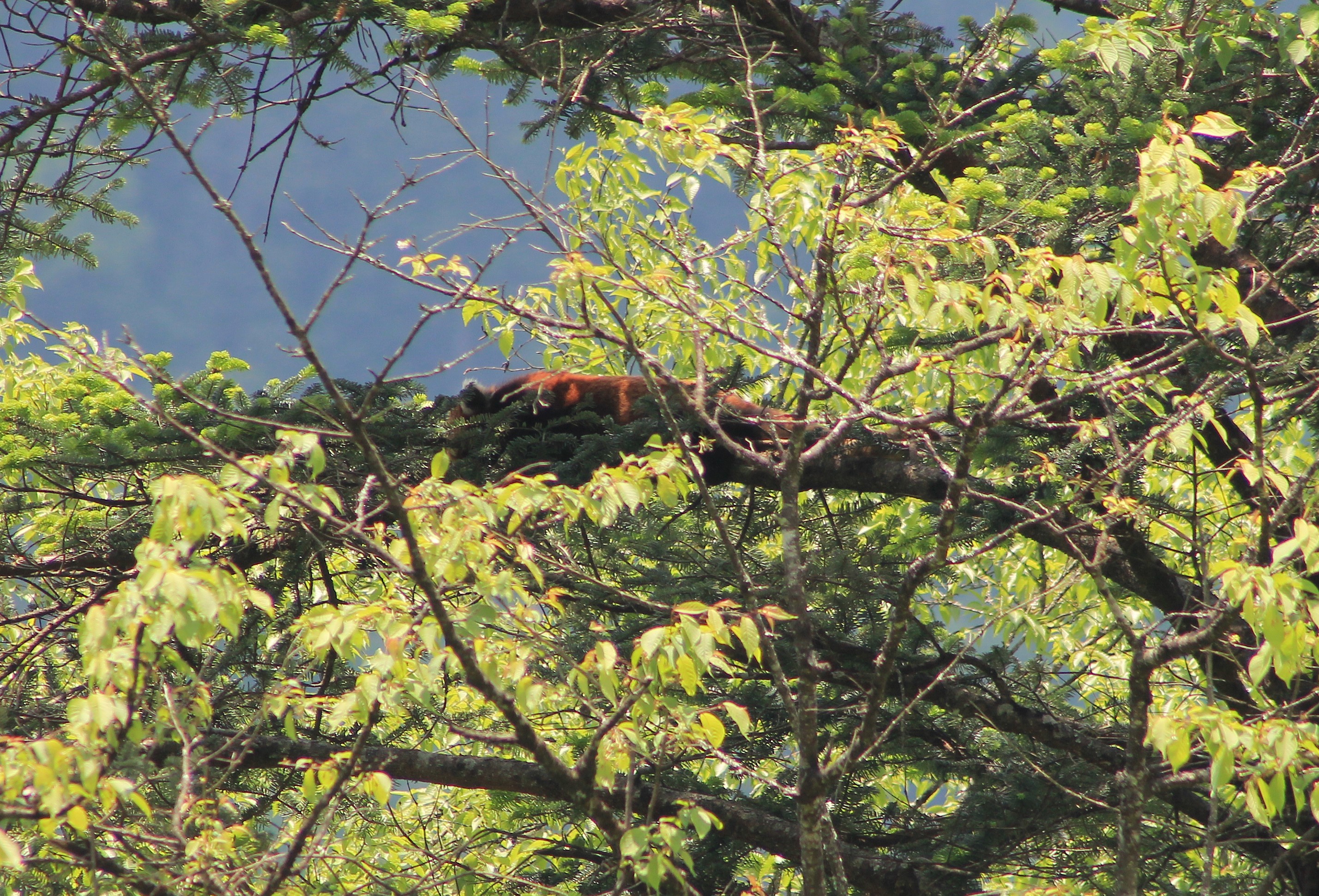 Chinese Red Panda, Ailurus (fulgens) styani