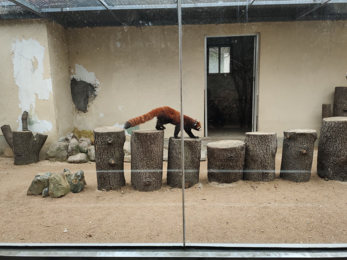 Chinese red panda (Ailurus styani)