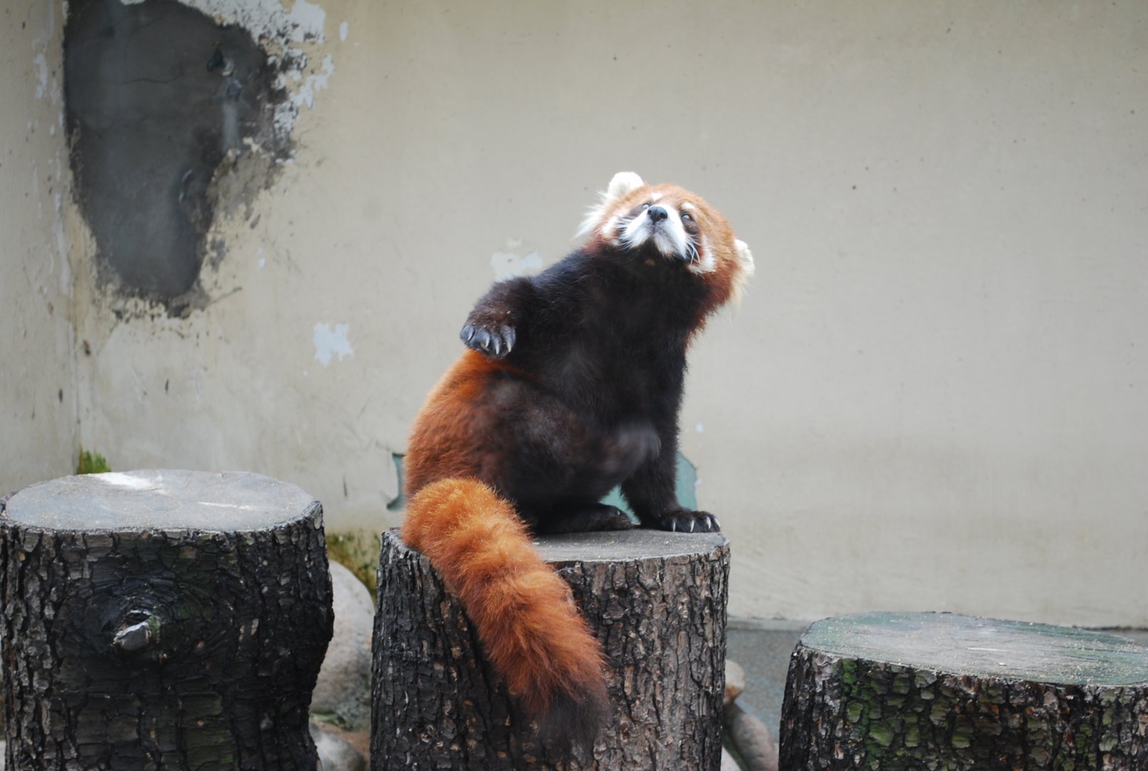 Chinese red panda (Ailurus styani)
