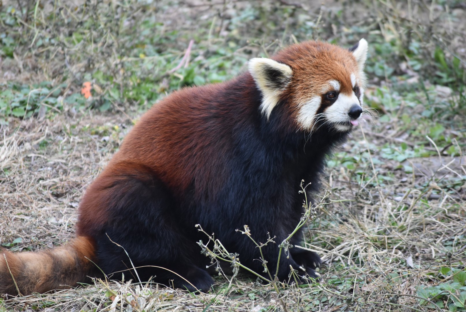Chinese red panda (Ailurus styani)