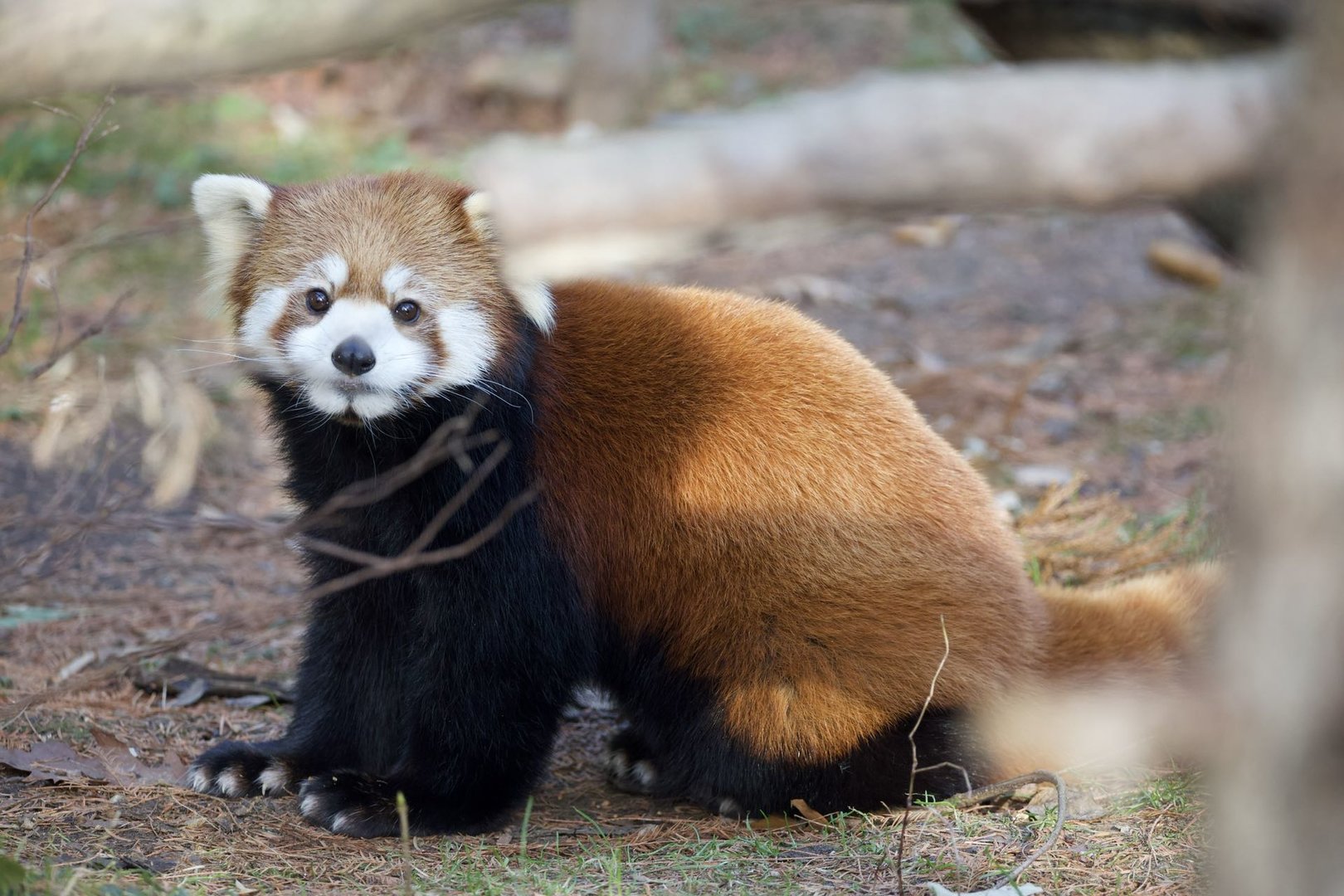 Chinese red panda/ Ailurus styani