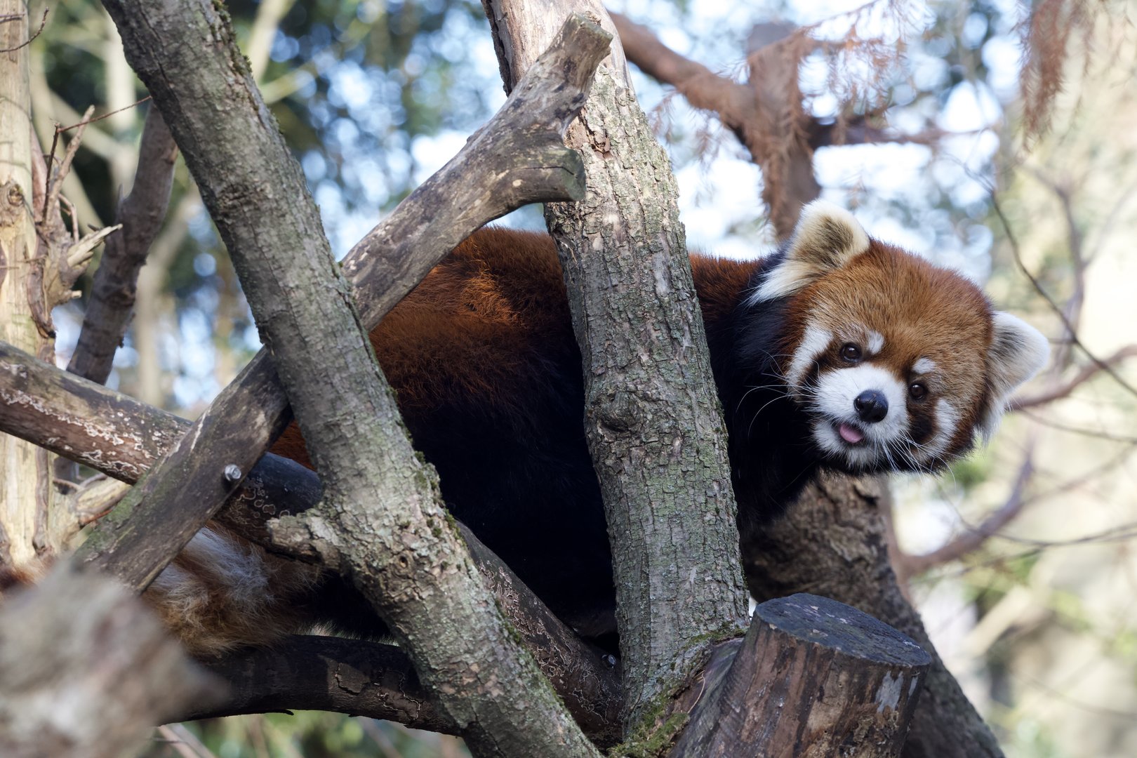 Chinese red panda/ Ailurus styani