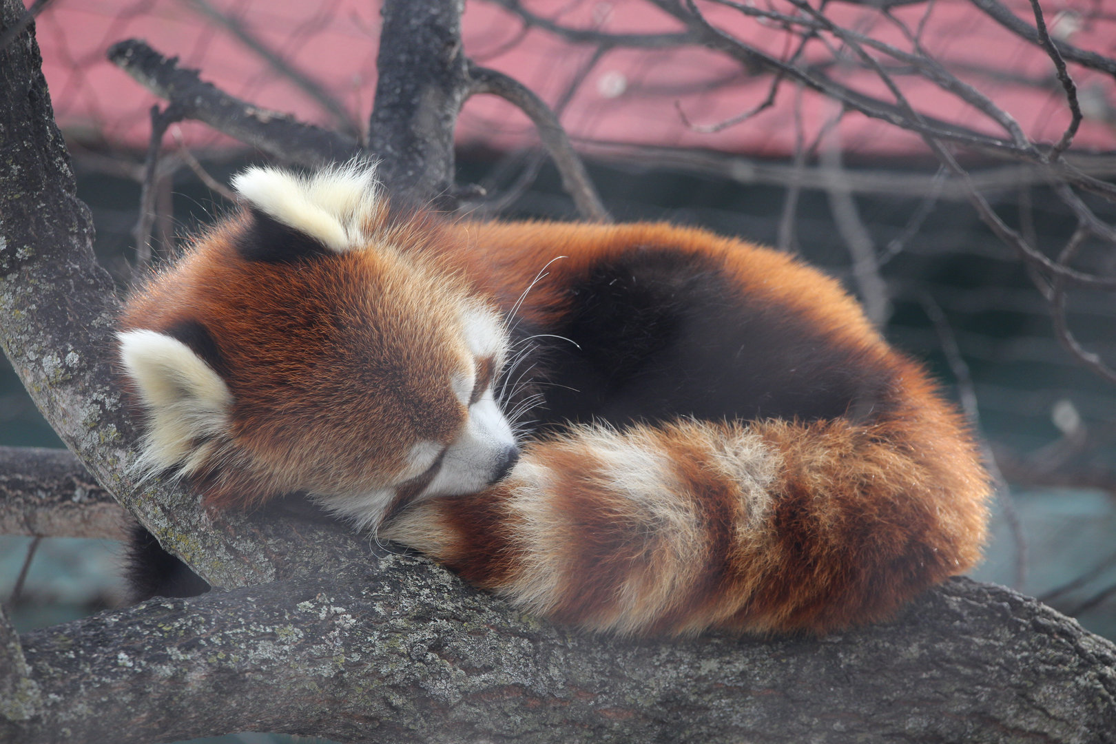 Chinese Red Panda/ Ailurus styani