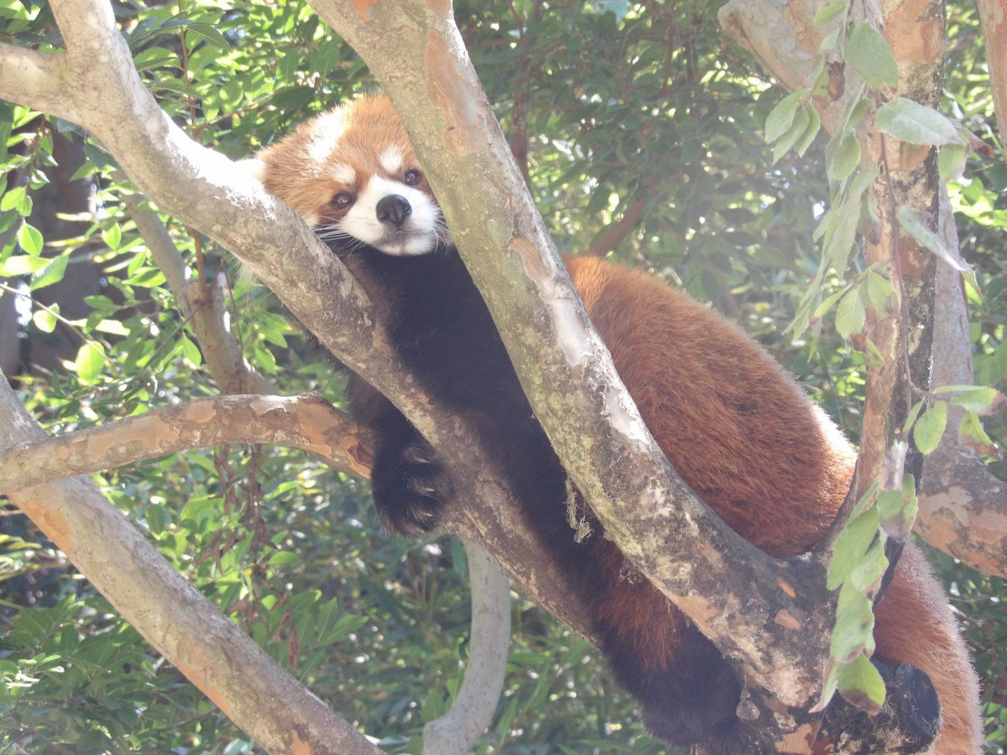 Chinese Red Panda(Ailurus styani)