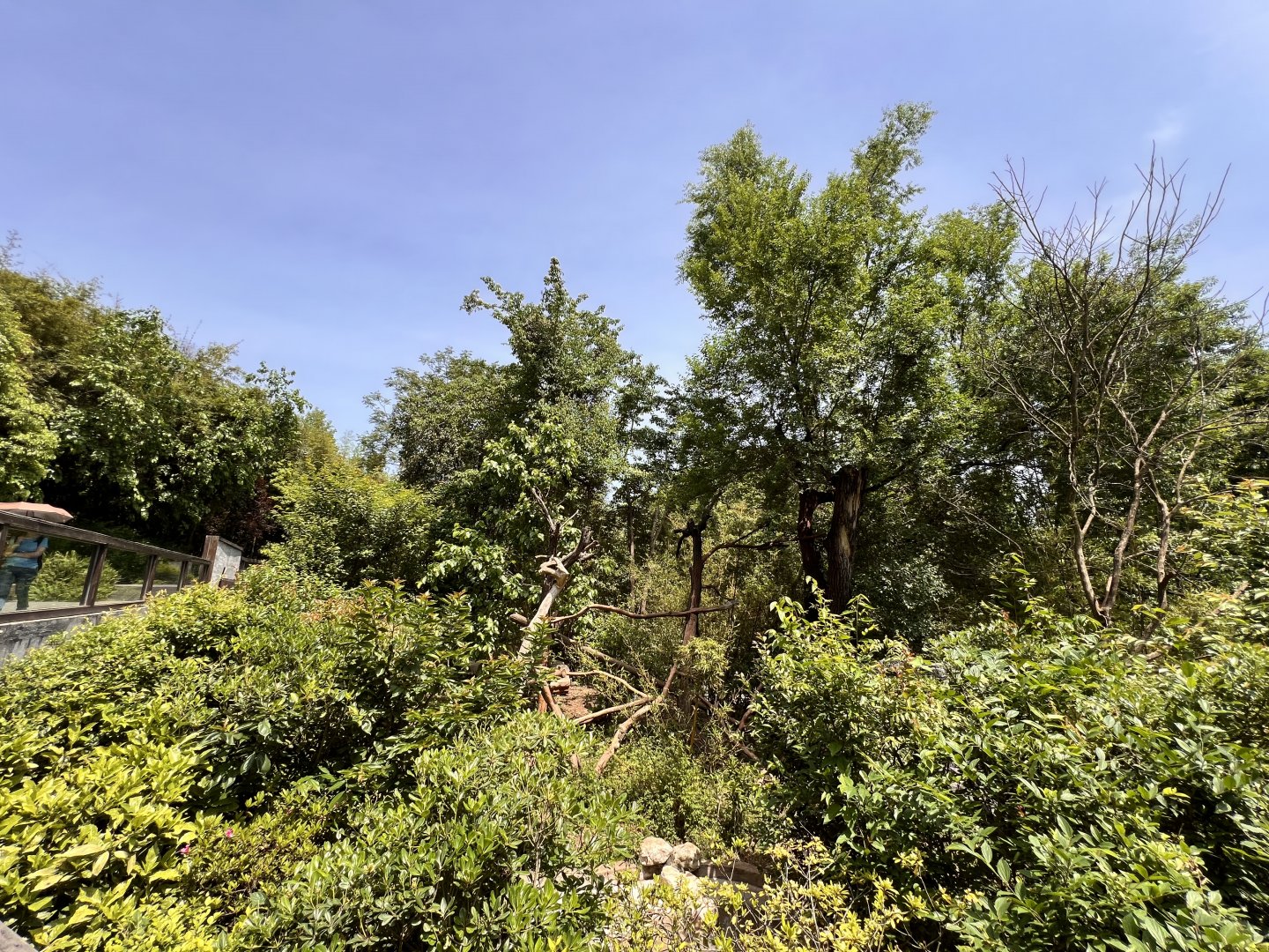 Chinese Red Panda Exhibit #1