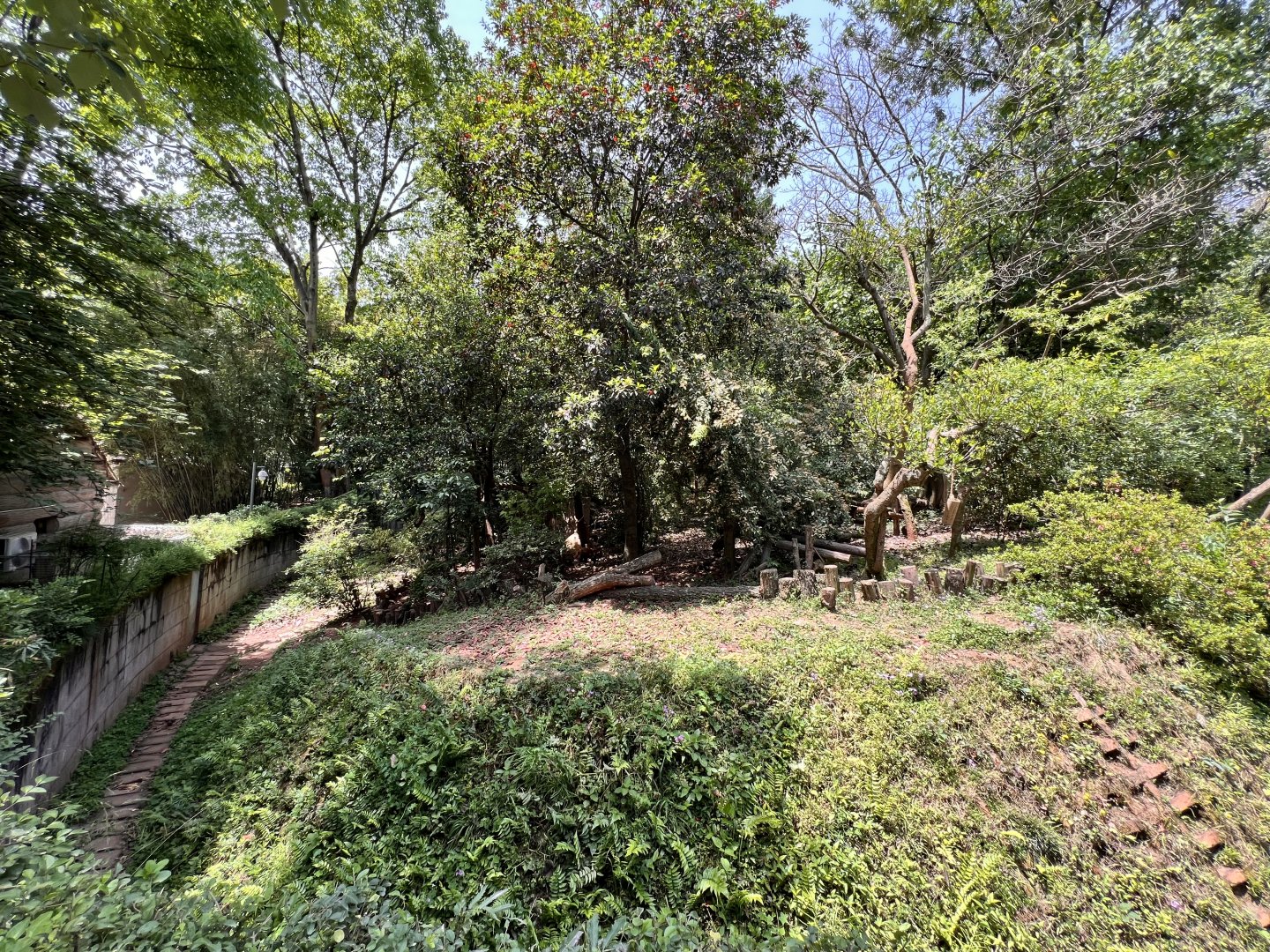 Chinese Red Panda Exhibit #2