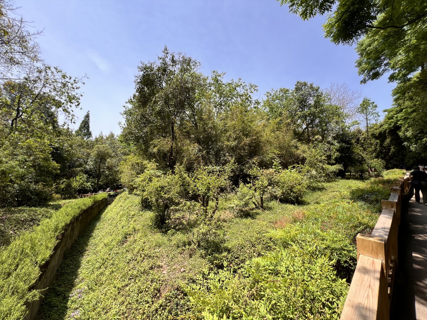 Chinese Red Panda Exhibit #2