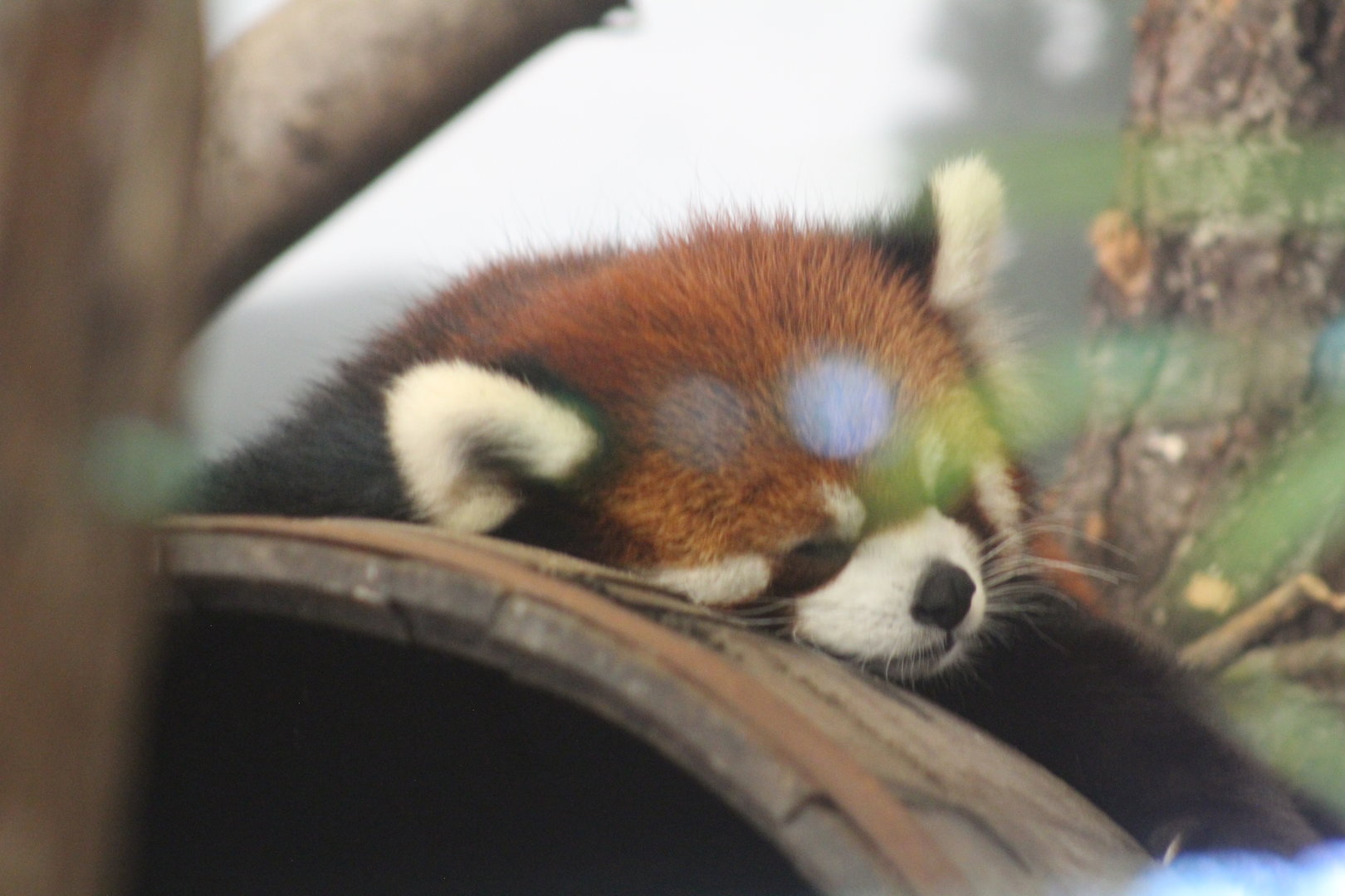 Chinese red panda