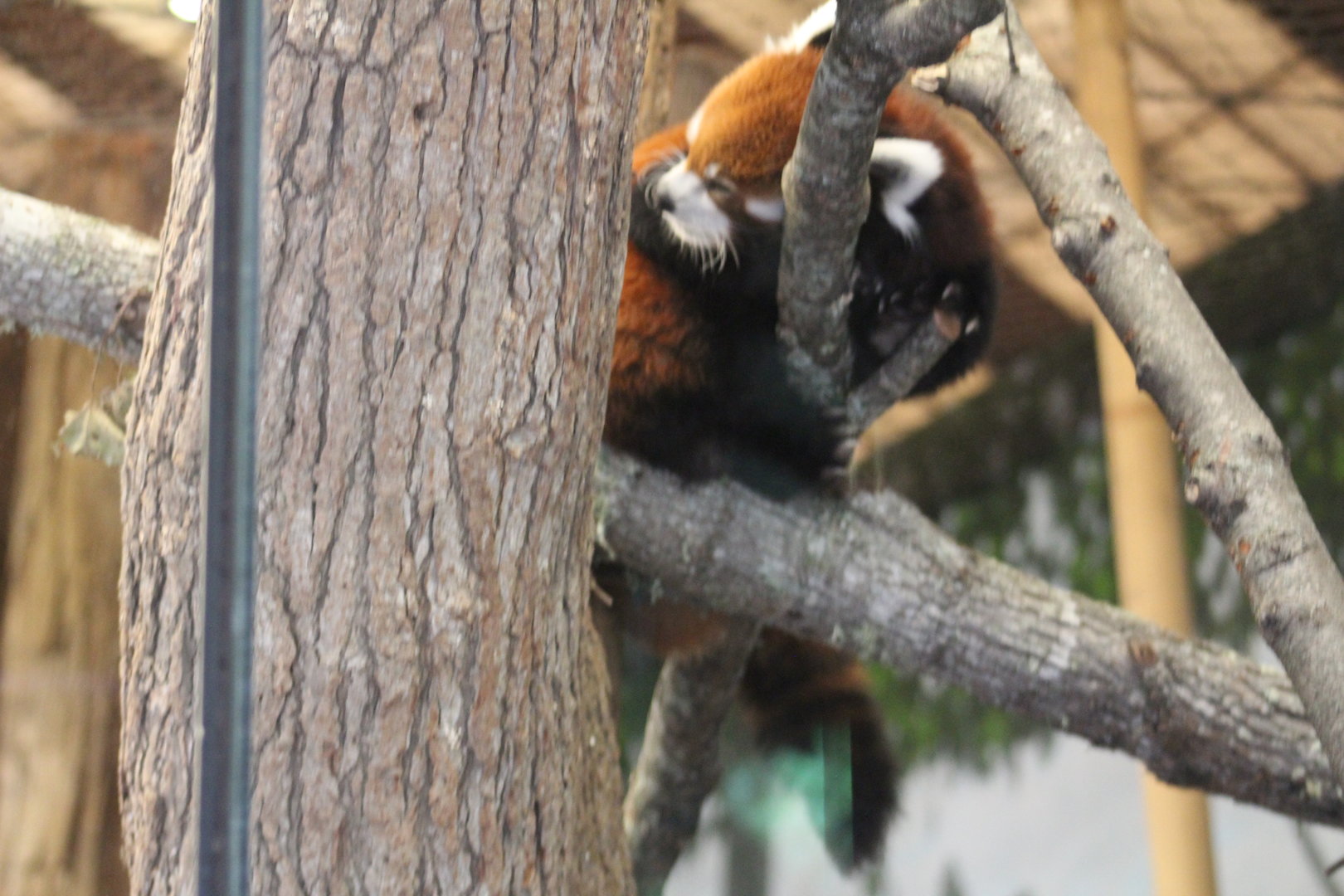 Chinese red panda