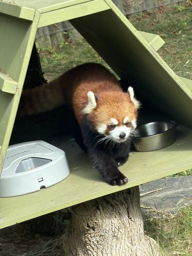 Chinese Red Panda