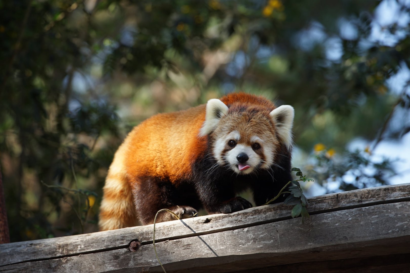 Chinese Red Panda