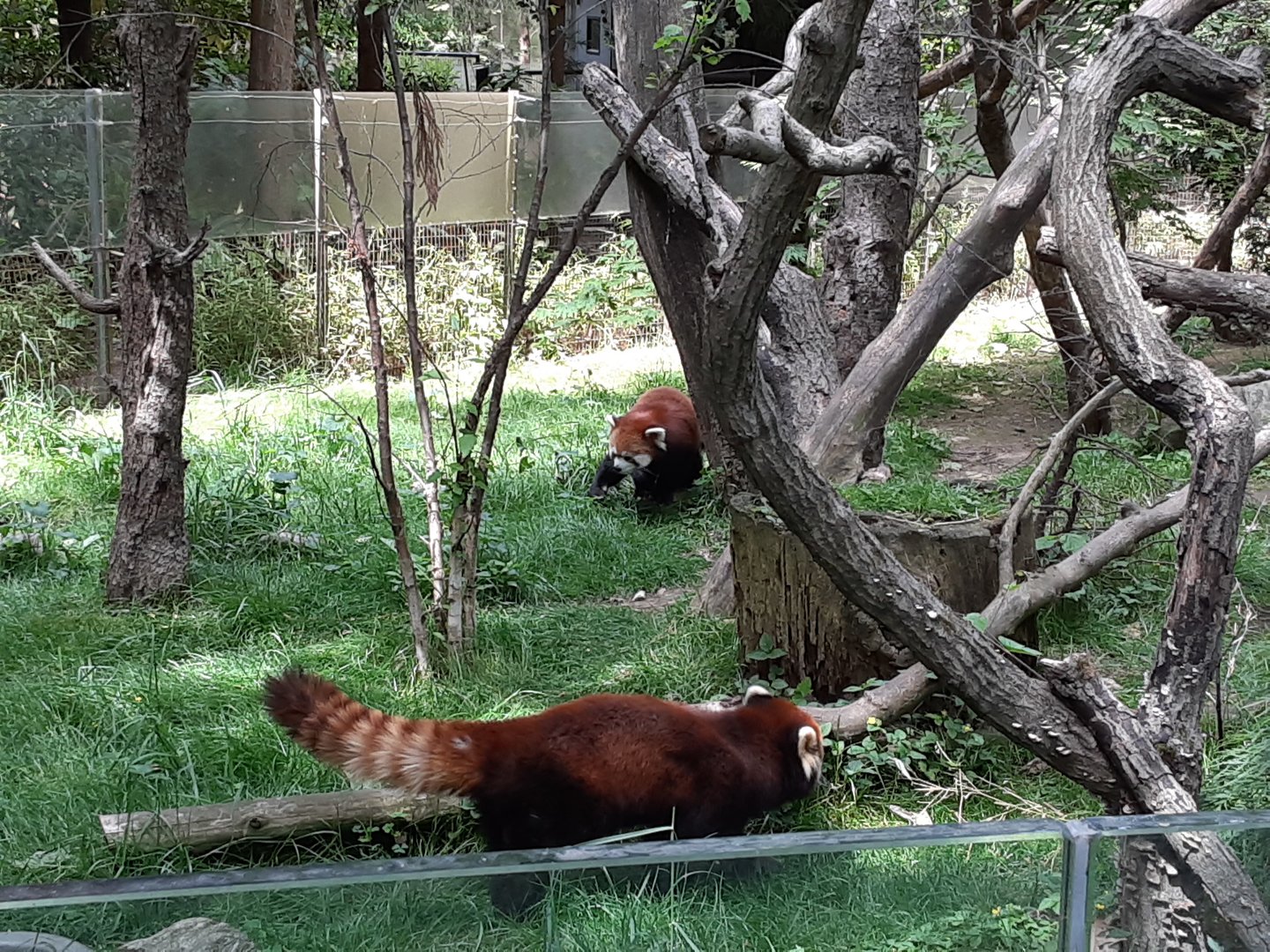 Chinese Red Pandas