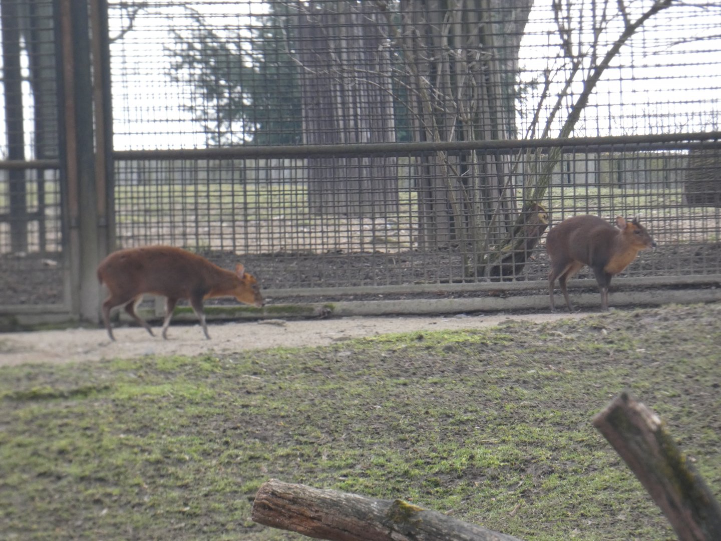 Chinese Reeves's muntjac