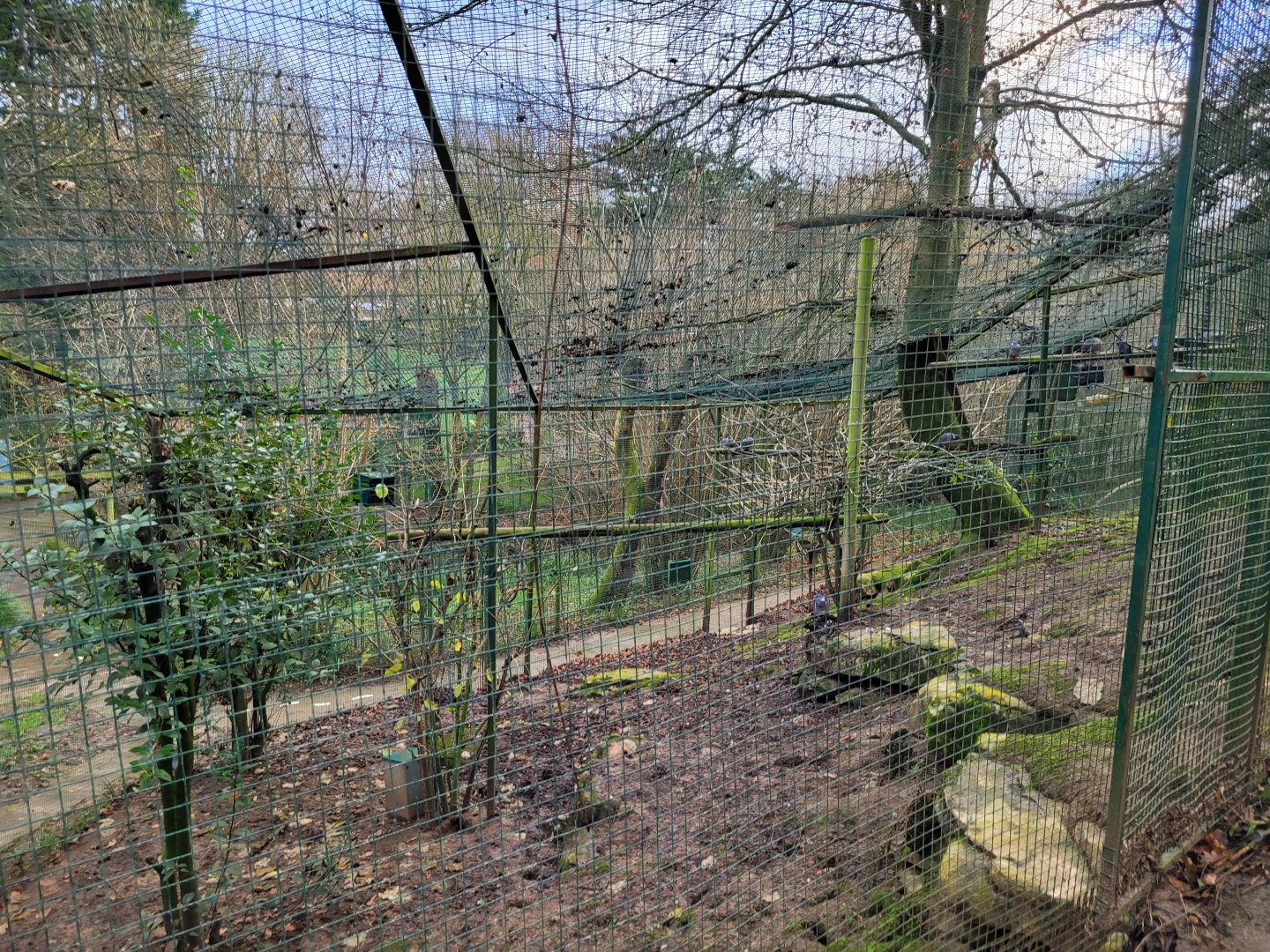 Chinese ring-necked pheasant, Eurasian wood pigeon and Iberian jay exhibit -Zoo de Santillana del Mar (2023)