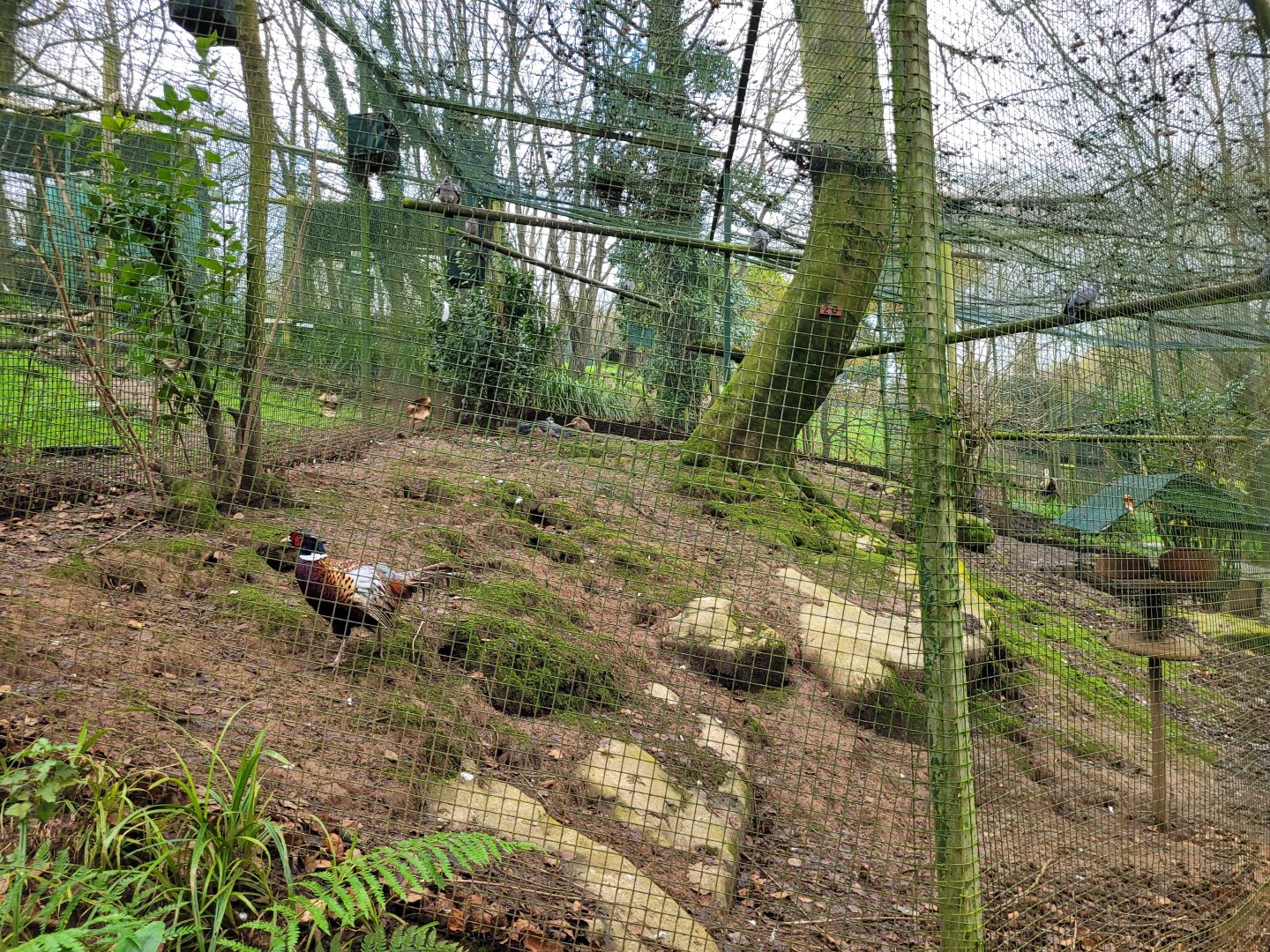 Chinese ring-necked pheasant, Eurasian wood pigeon and Iberian jay exhibit -Zoo de Santillana del Mar (2023)
