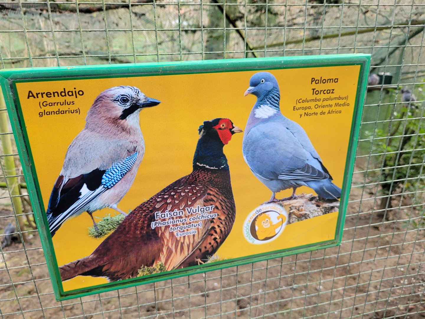 Chinese ring-necked pheasant, Eurasian wood pigeon and Iberian jay sign -Zoo de Santillana del Mar (2023)