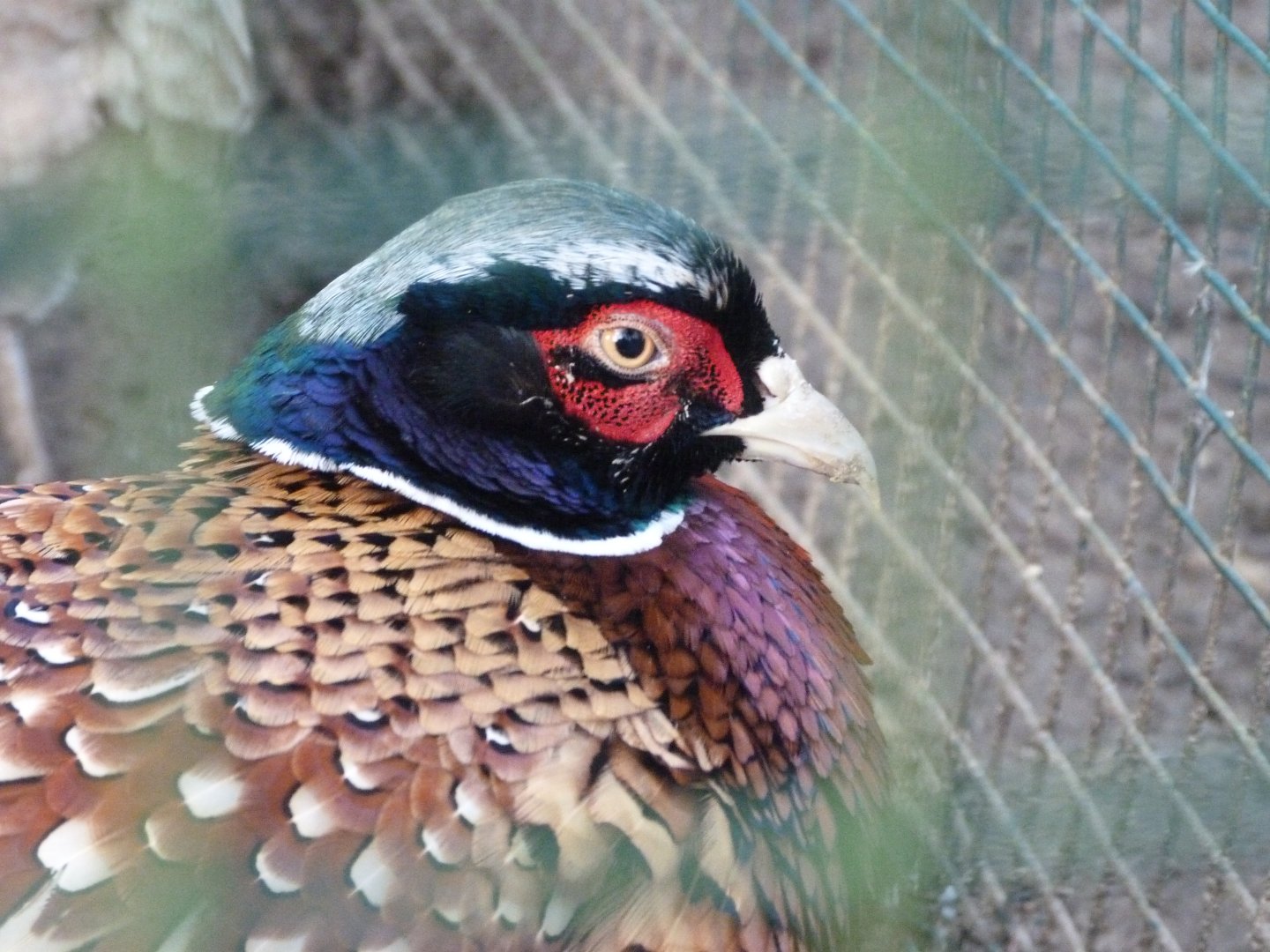 Chinese ring-necked pheasant -Zoo de Santillana del Mar (2024)