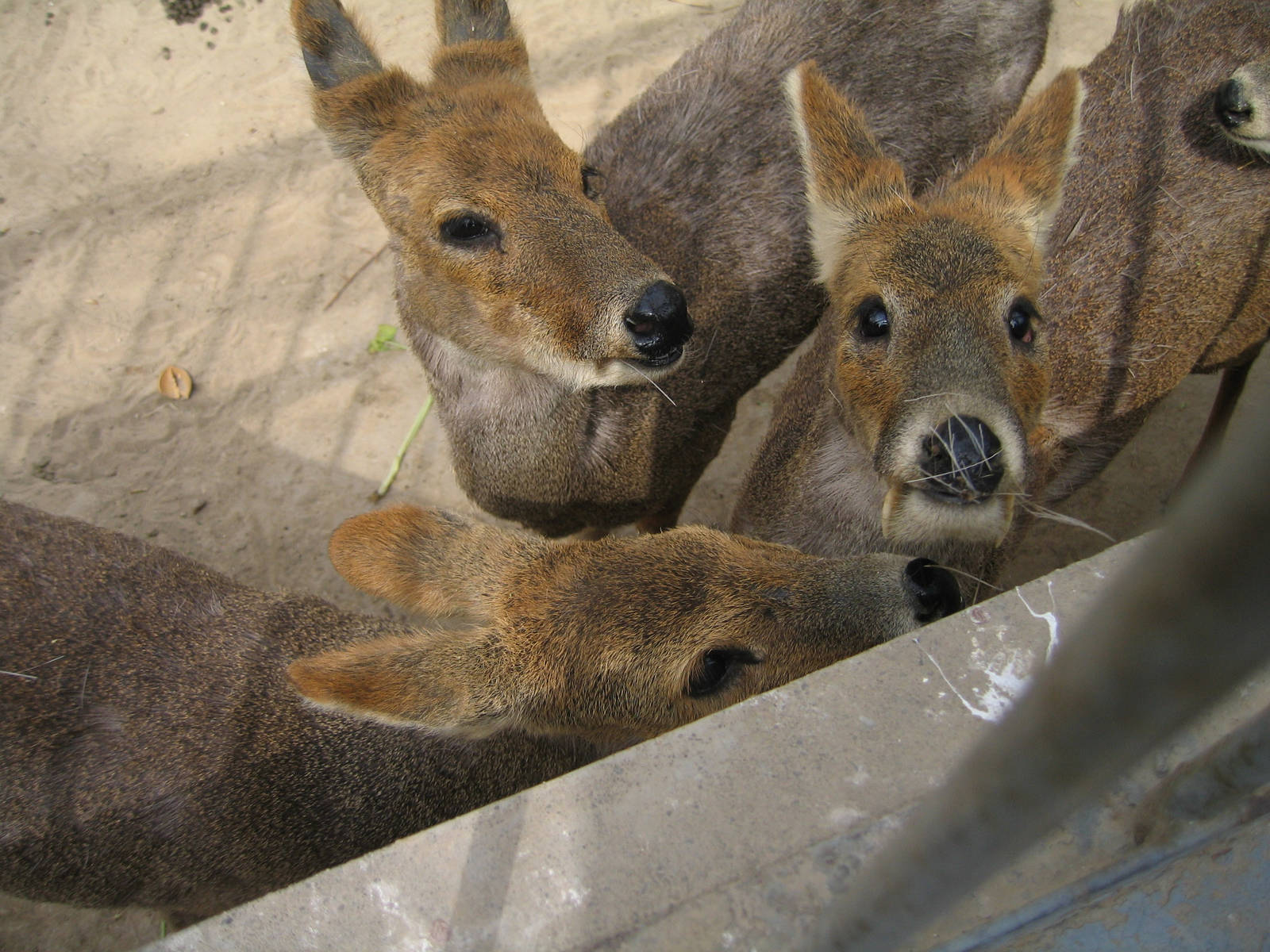 Chinese River Deer - Beijing Zoo