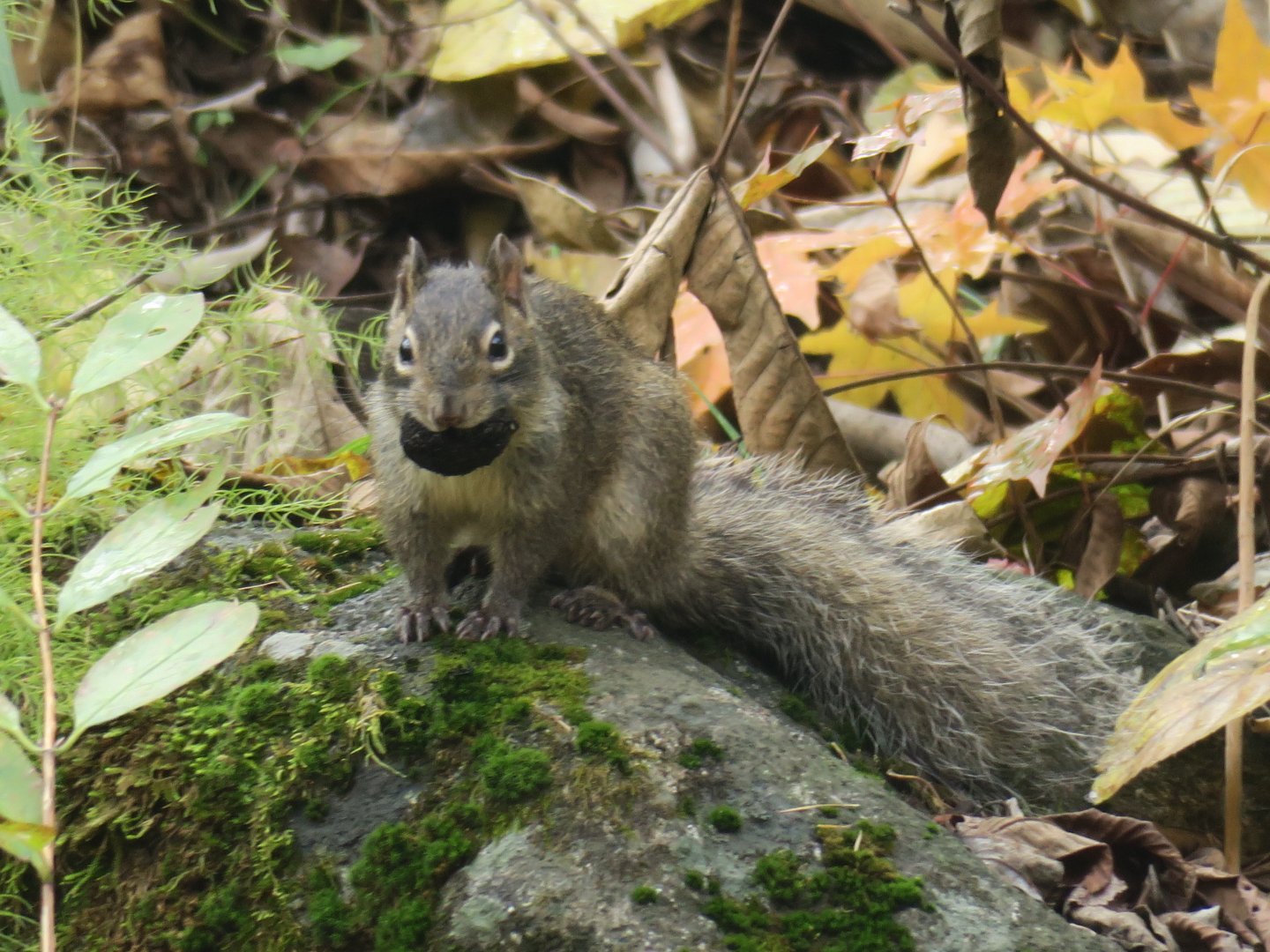 Chinese rock squirrel (Sciurotamias davidianus davidianus)