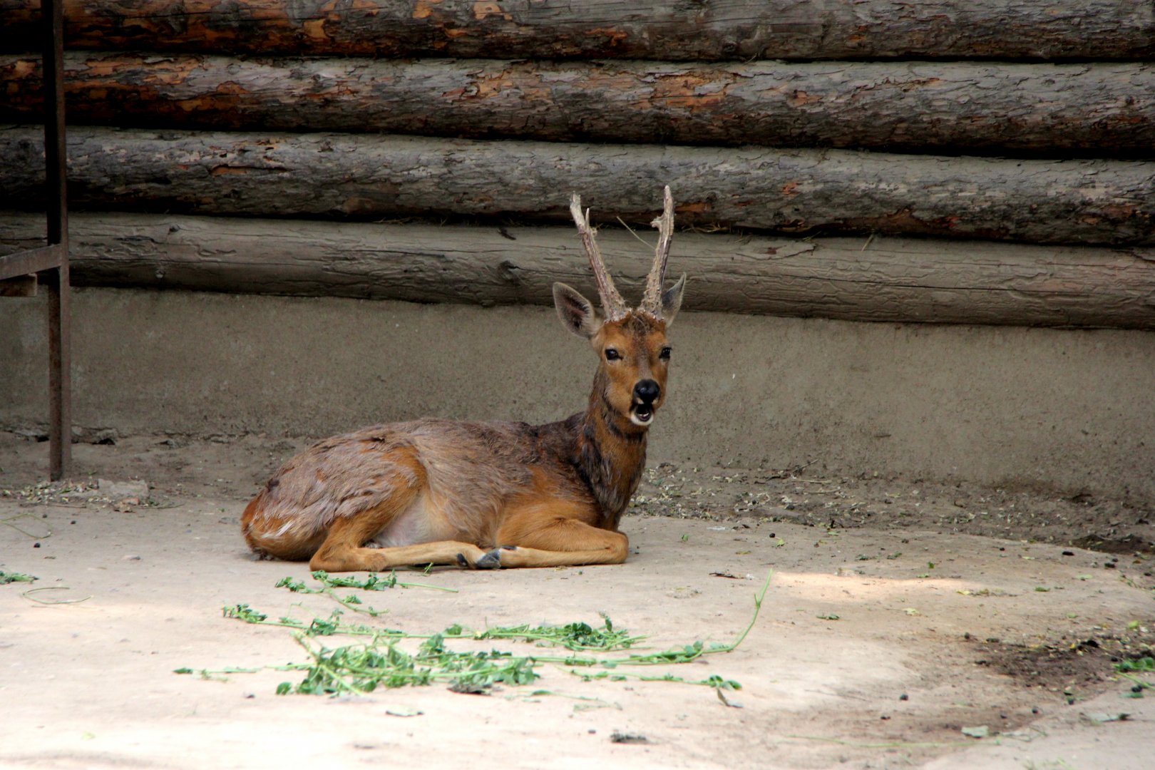 Chinese Roe Deer (Capreolus pygargus bedfordi)