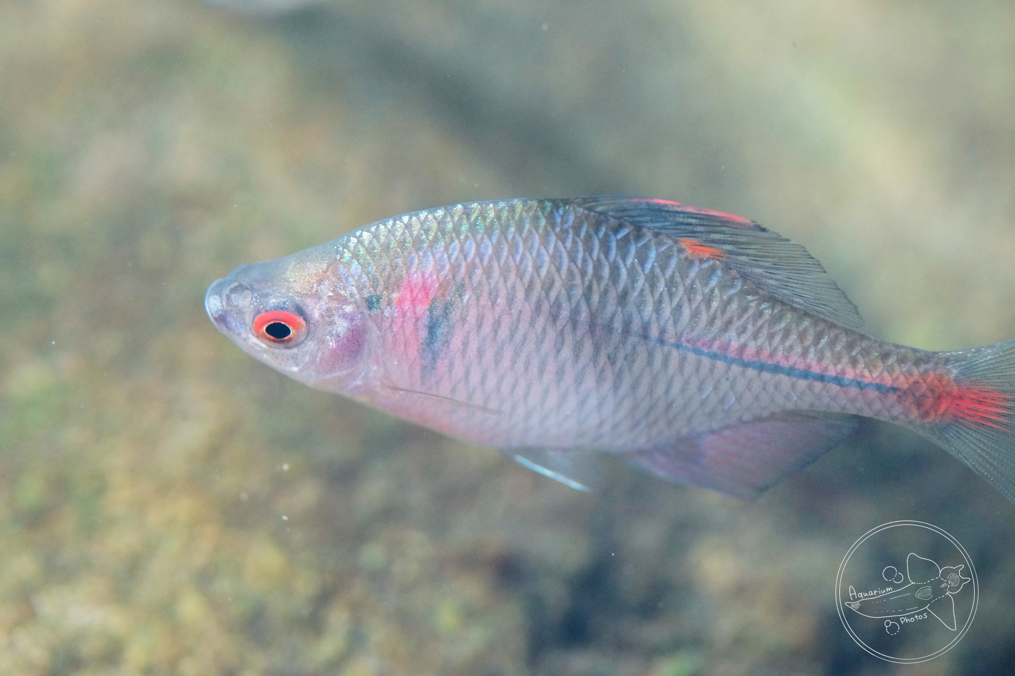 Chinese Rosy Bitterling (Rhodeus ocellatus ocellatus)