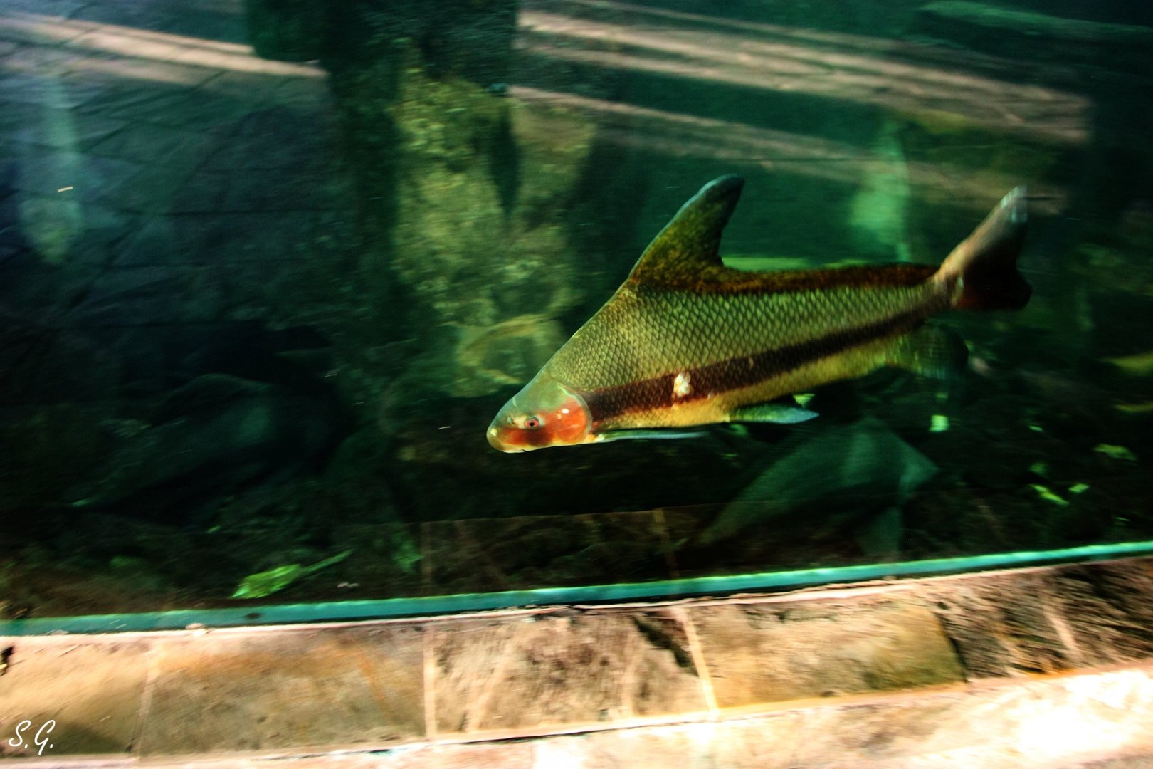 Chinese sailfin sucker in its courtship color