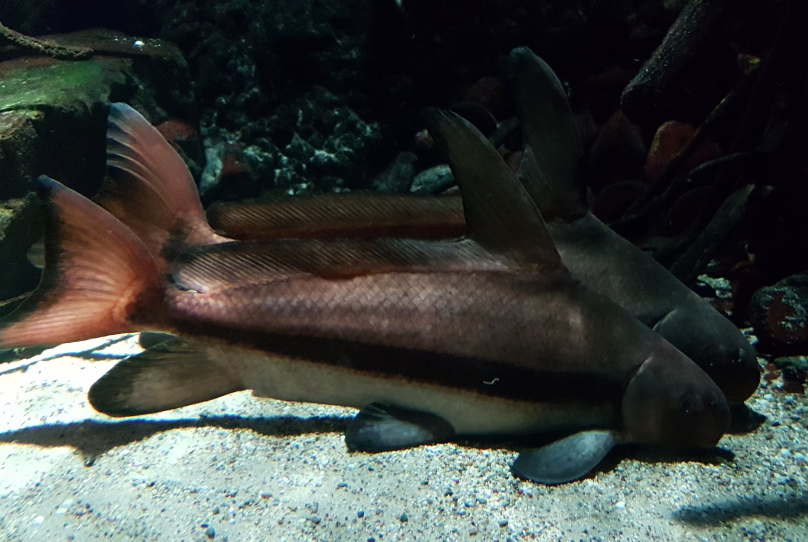 Chinese sailfin suckers