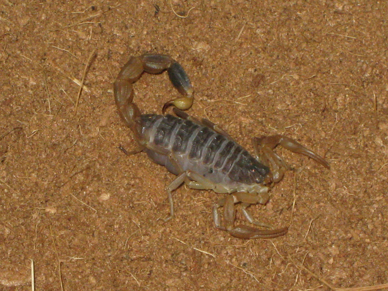 Chinese scorpion (Lychas mucronatus)