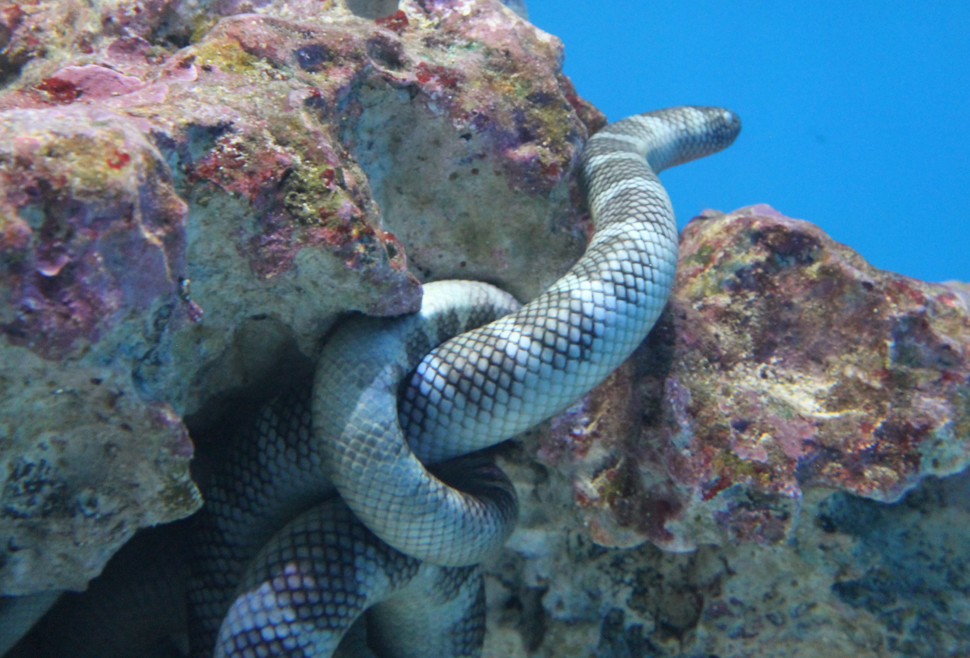 Chinese Sea Snake (Laticauda semifasciata)
