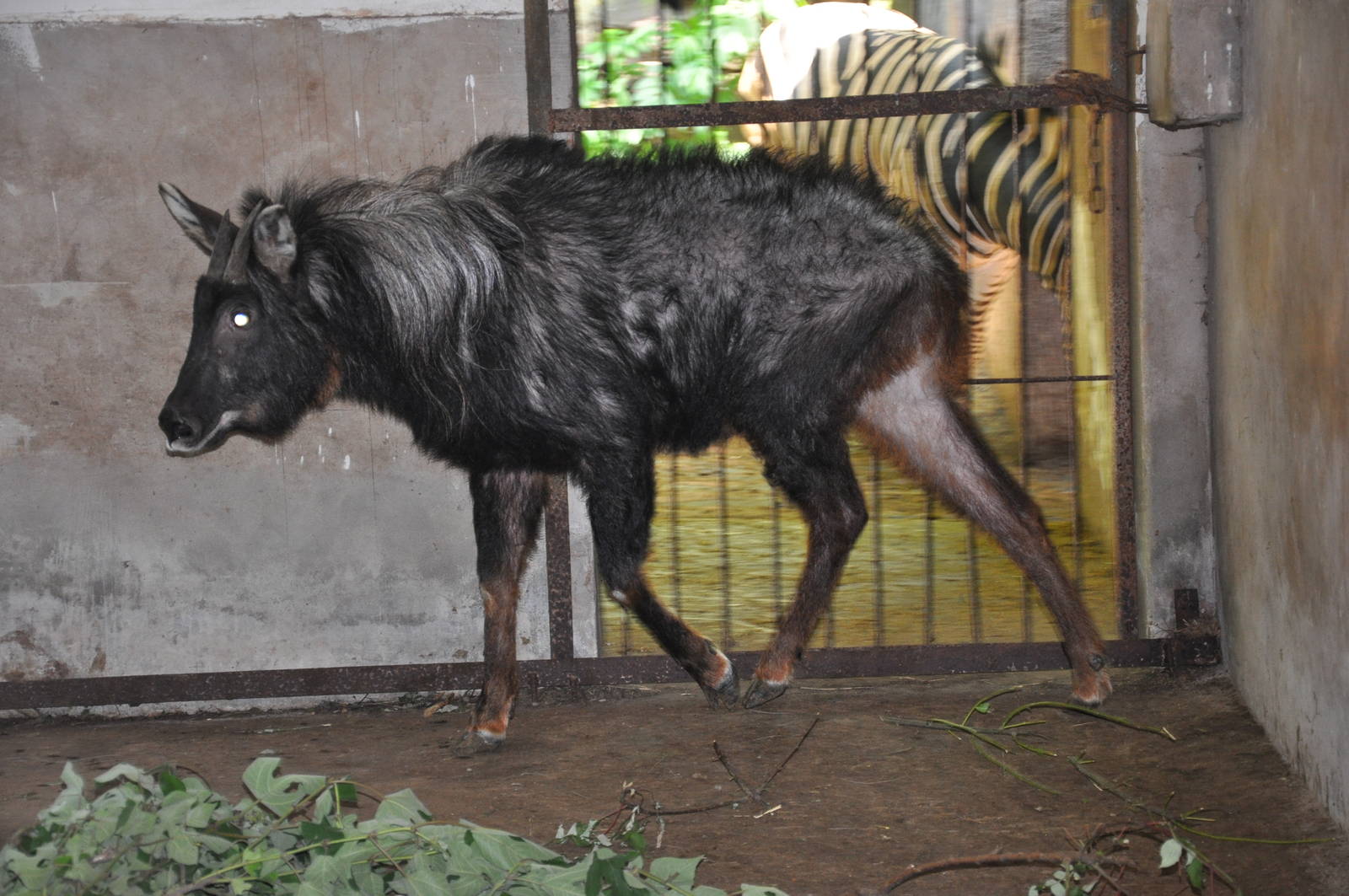 Chinese serow/ Capricornis milneedwardsii