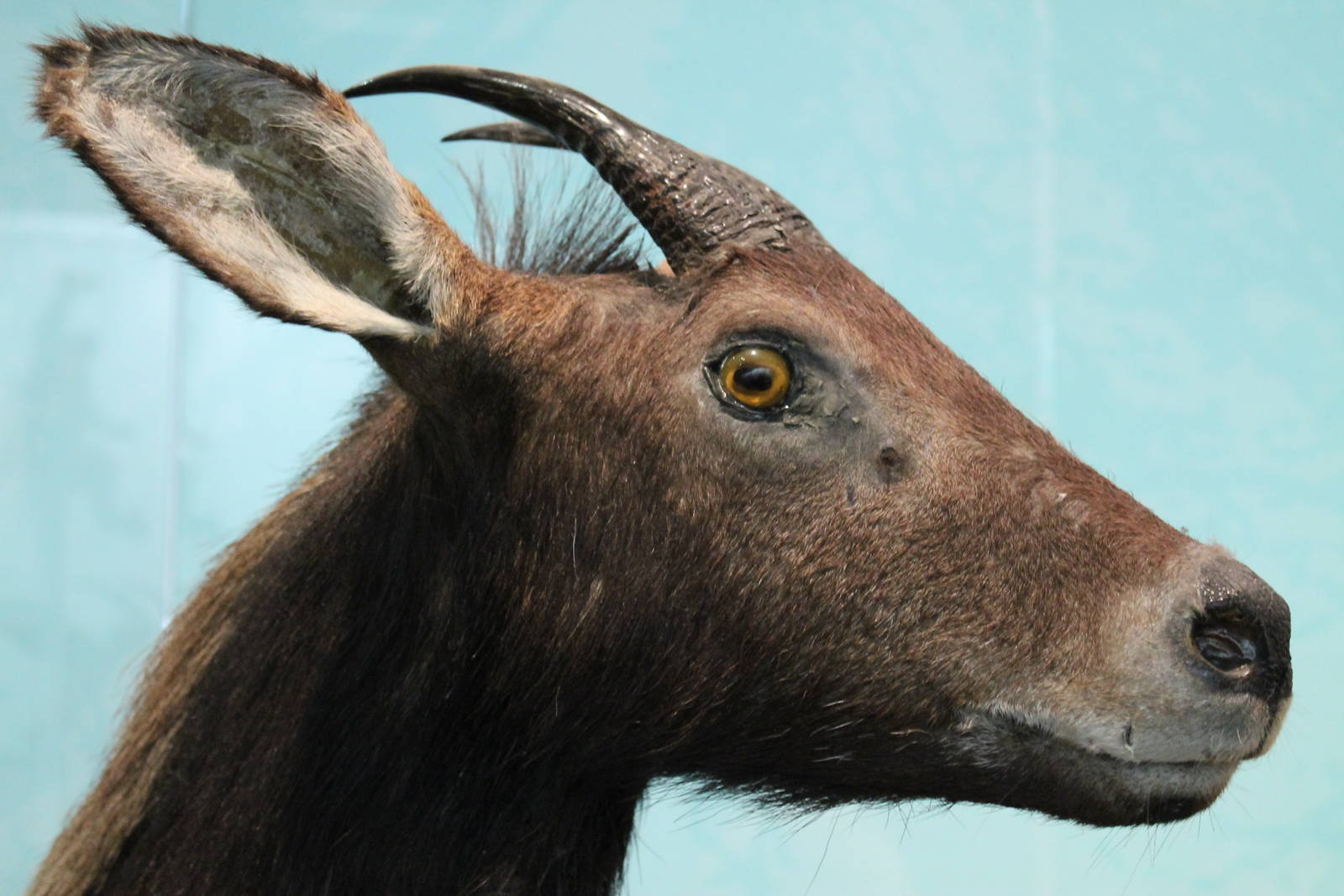 Chinese Serow (Capricornis milneedwardsii)