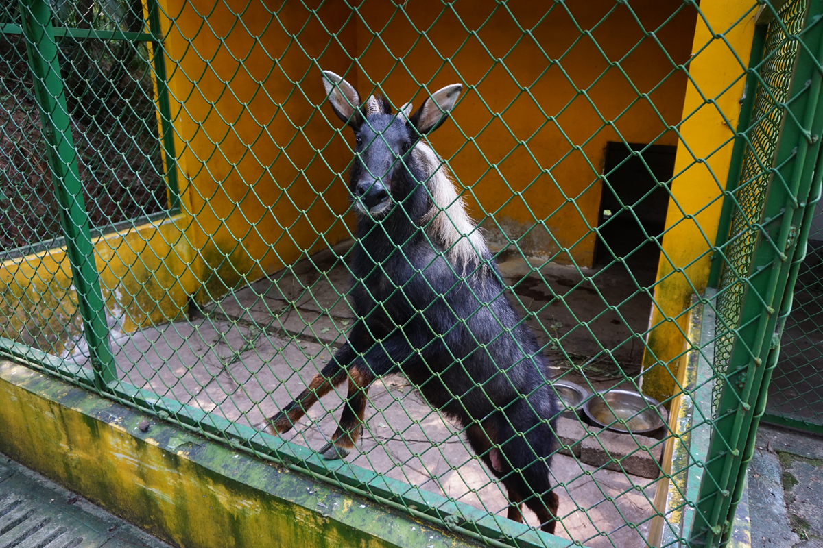 Chinese serow (Capricornis milneedwardsii)