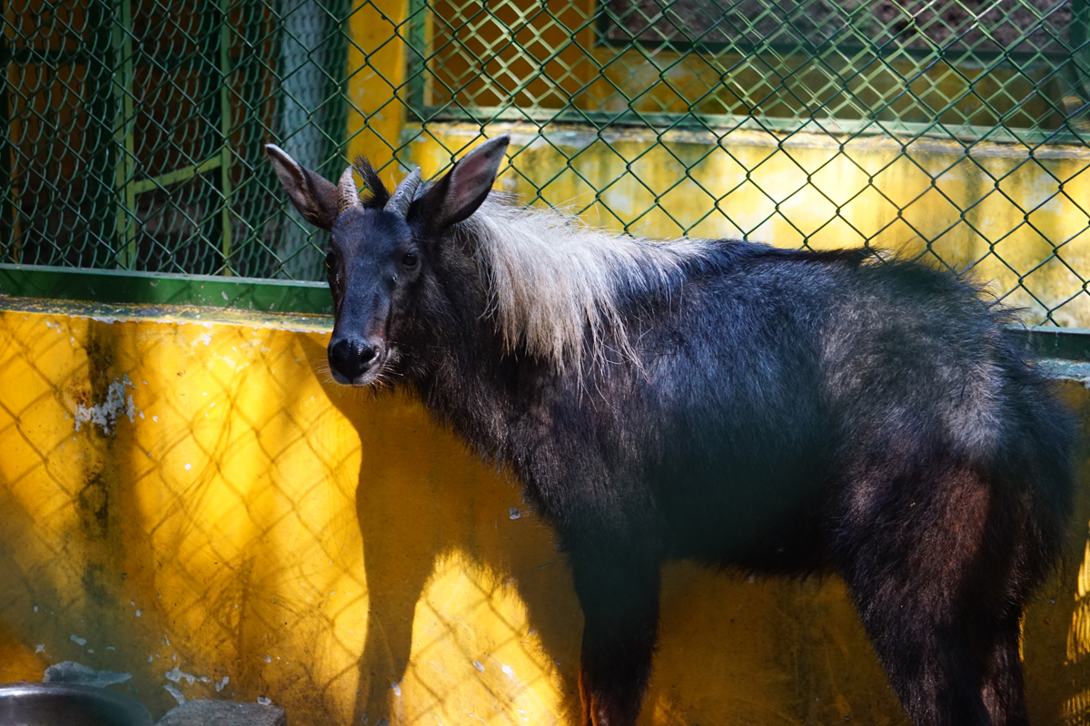 Chinese serow (Capricornis milneedwardsii)
