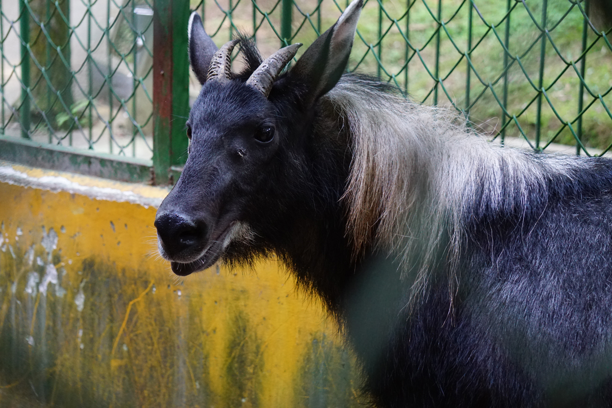 Chinese serow (Capricornis milneedwardsii)