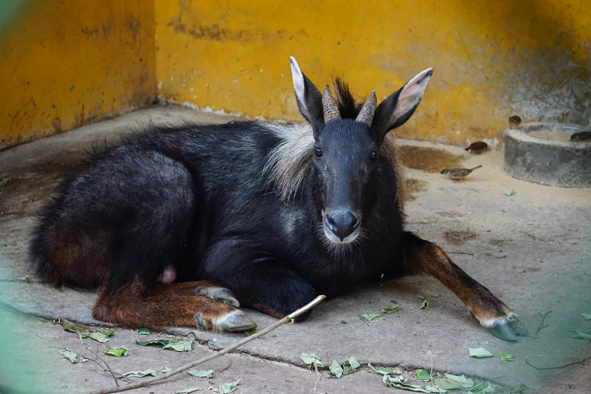 Chinese serow (Capricornis milneedwardsii)